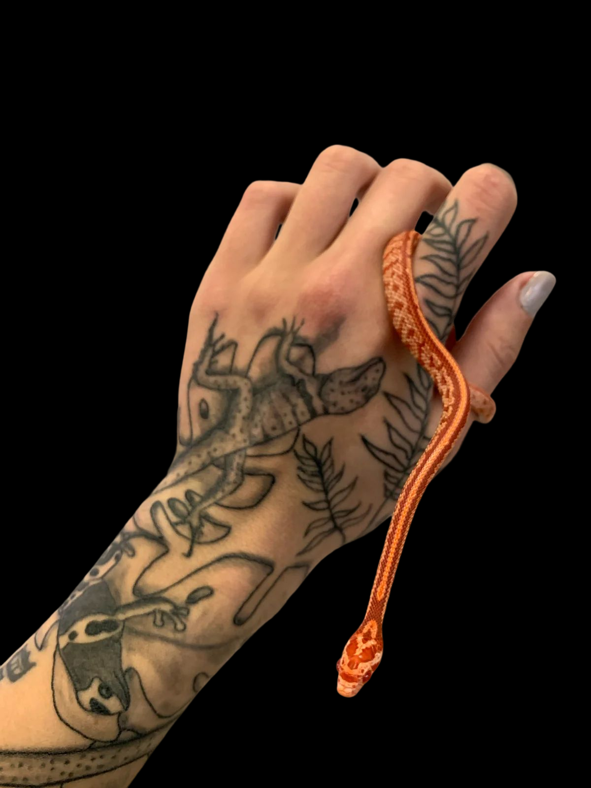 Corn Snake (Albino Tessera) CBB