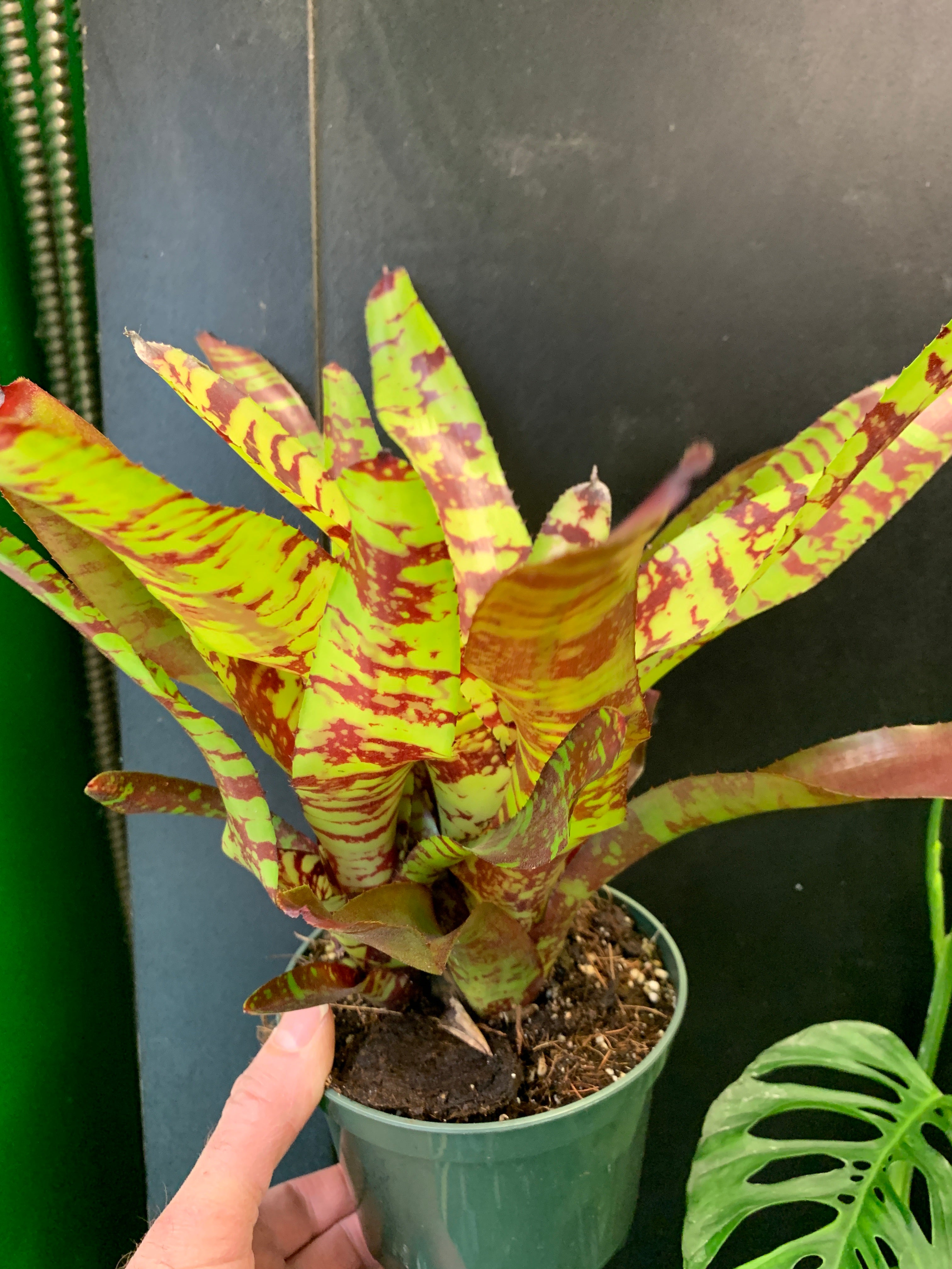 Neoregelia Guacamole