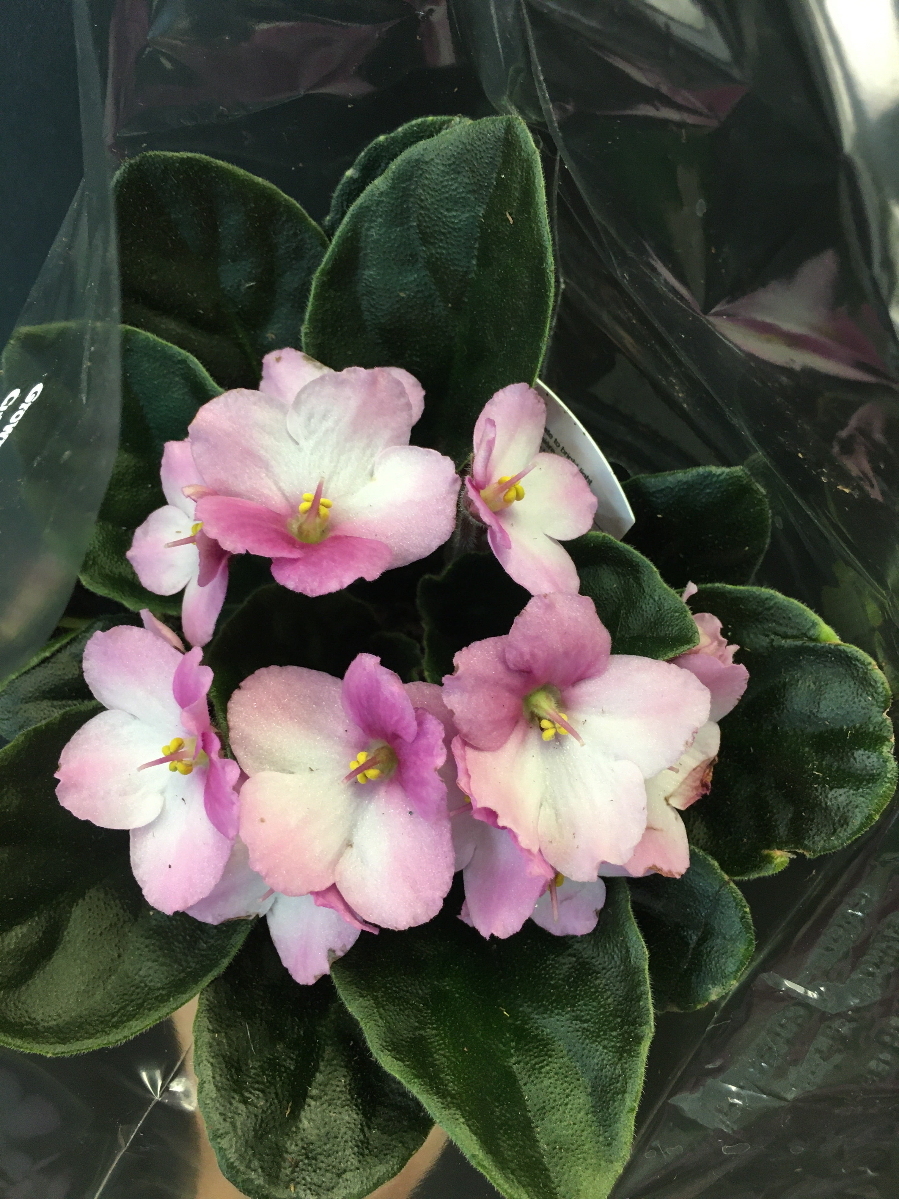 African Violet   Image 0d4eff99 7083 464a 97bb 120defd2748b 