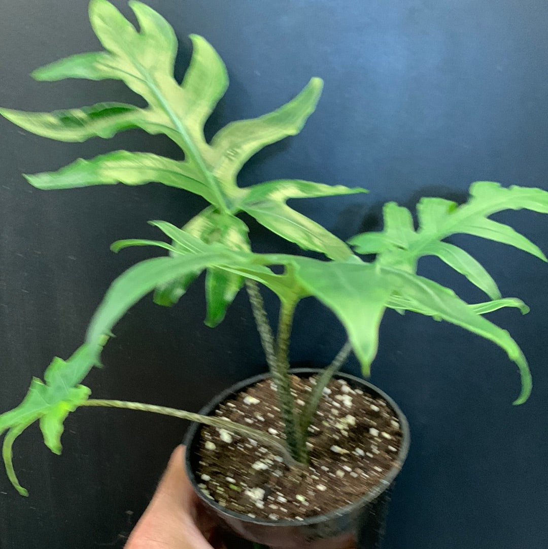 Alocasia brancifolia Pink Passion