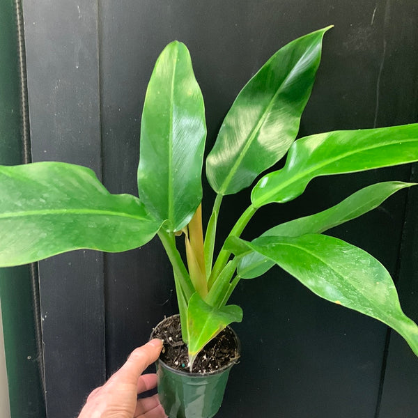 orlando philodendron Philodendron wendlandii