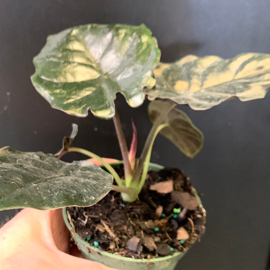 Alocasia infernalis