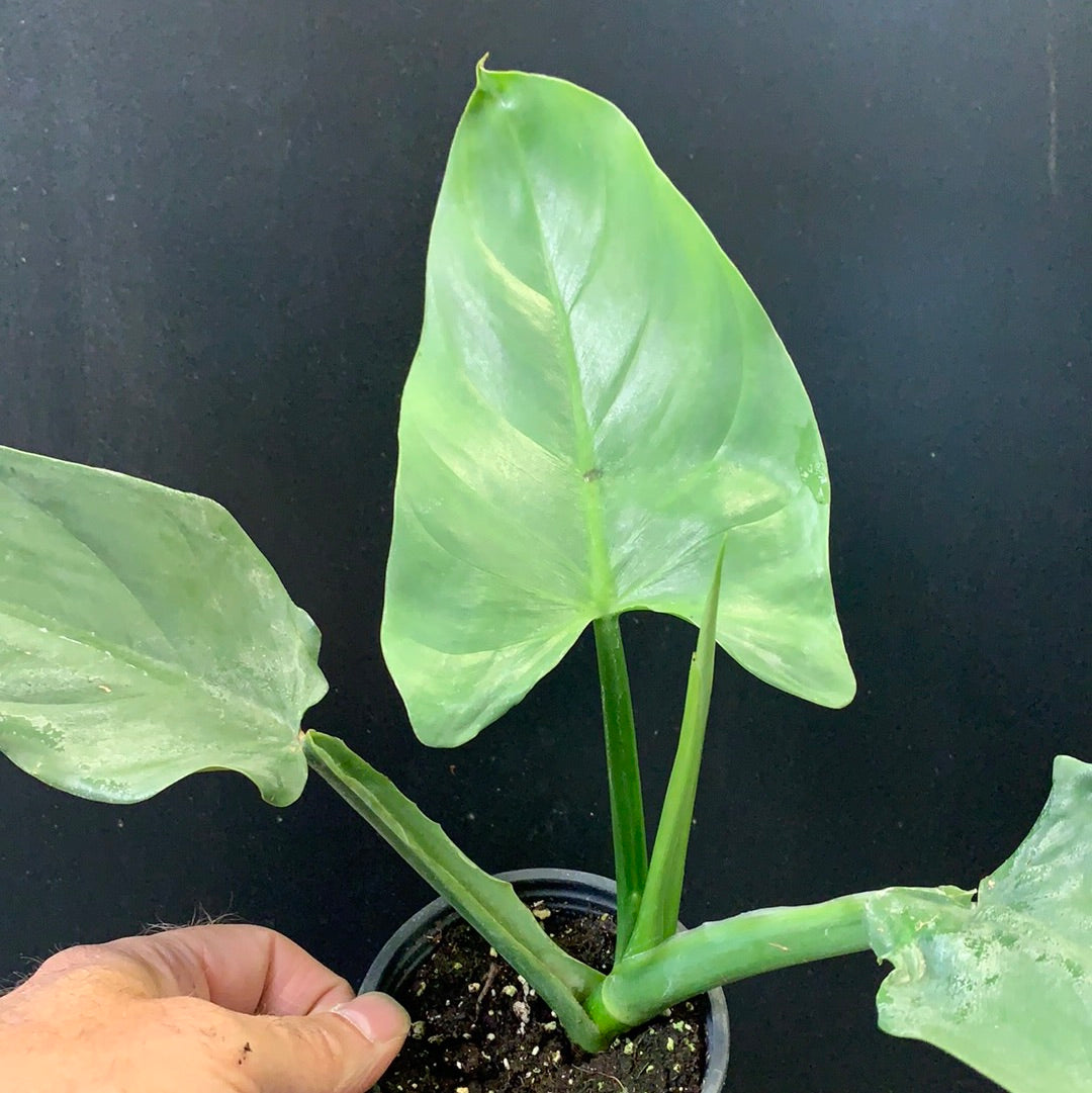 Philodendron 'Silver Sword'
