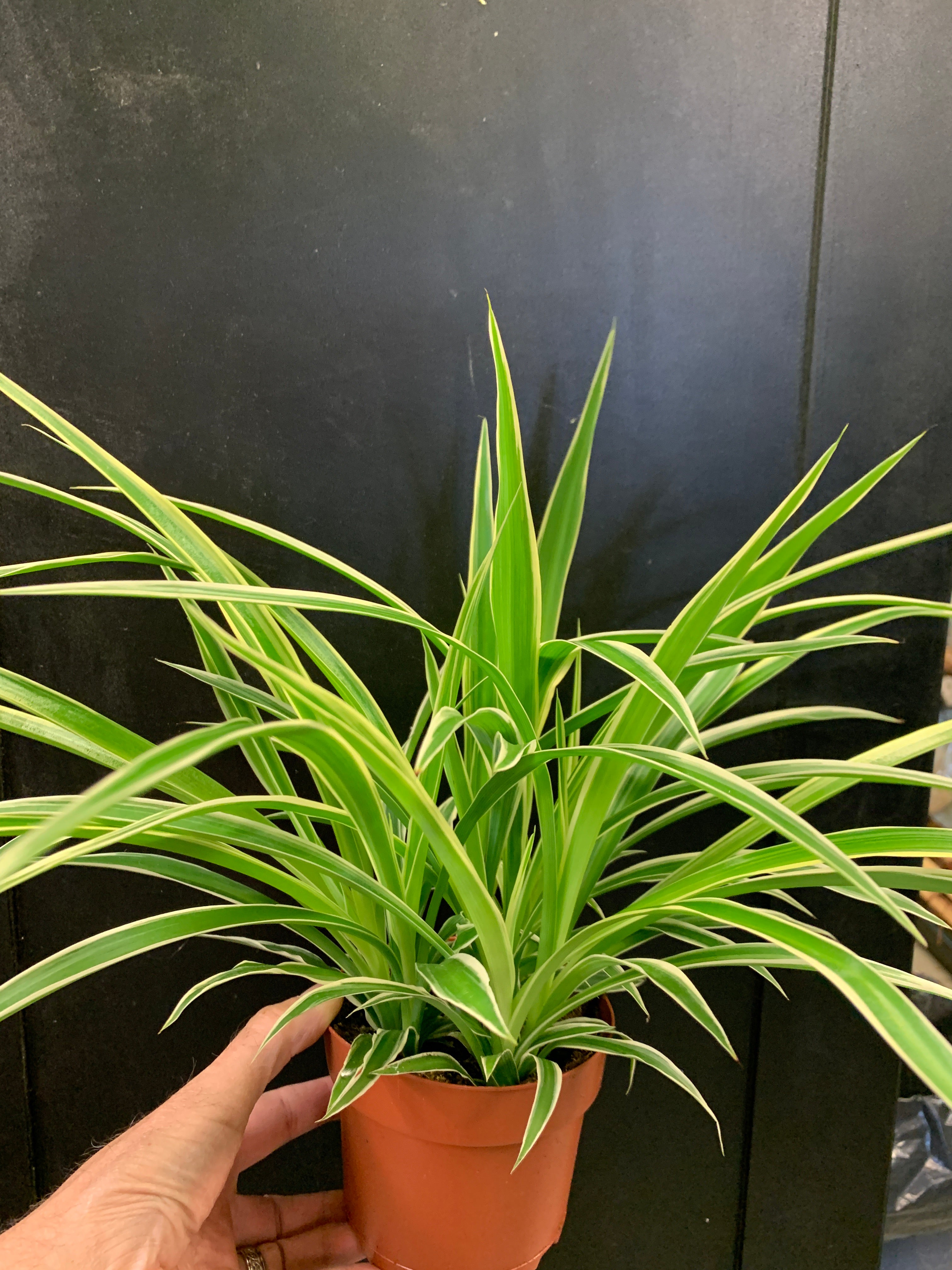 spider plant variegated ocean Variegated Ocean Spider Plant