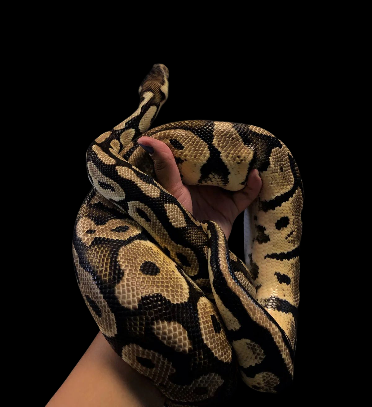 Python royal (pastel)