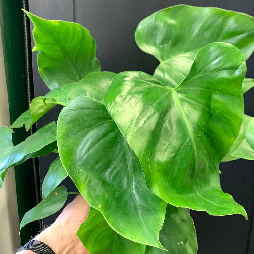 Philodendron giganteum