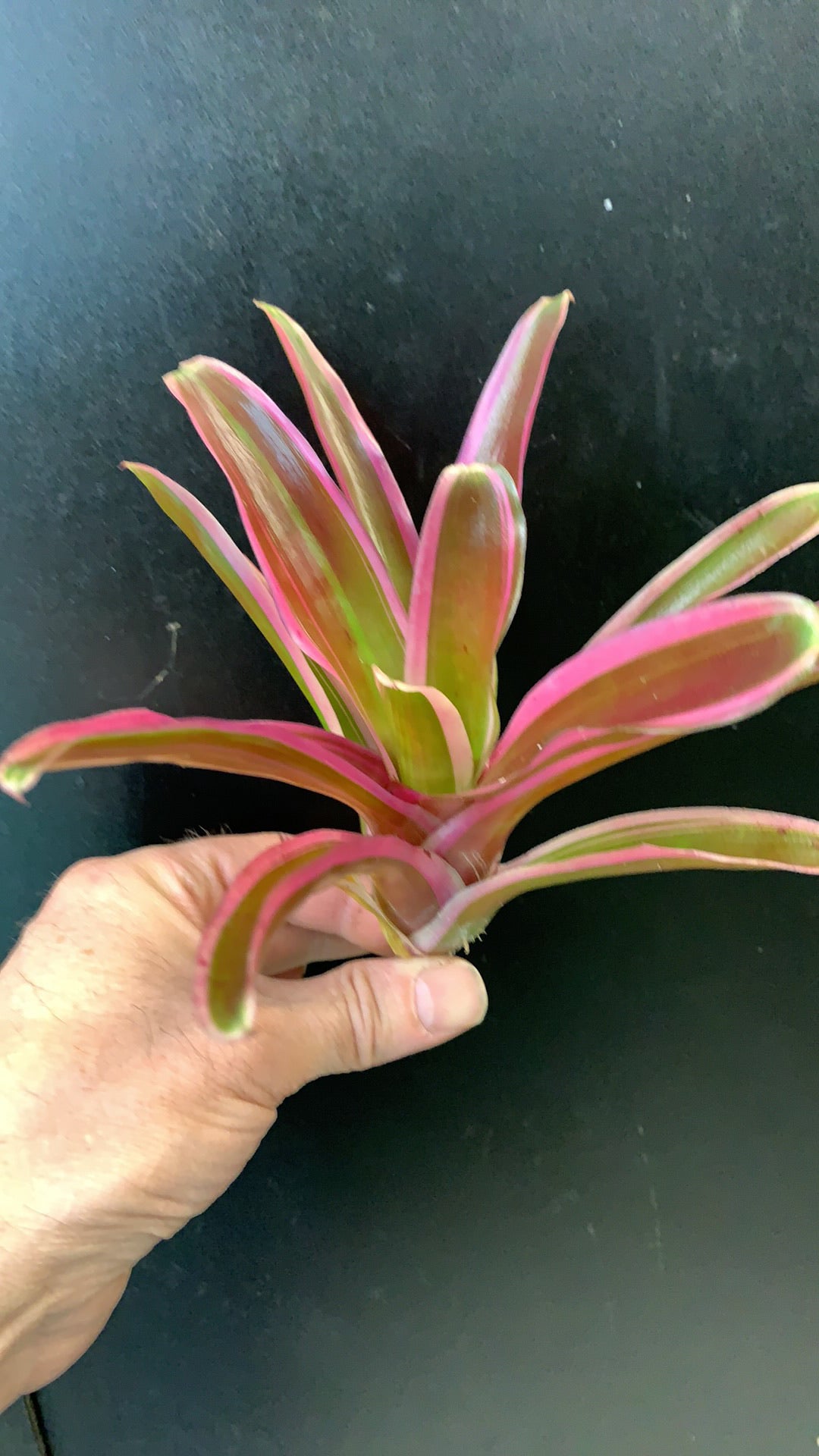 Neoregelia Donger