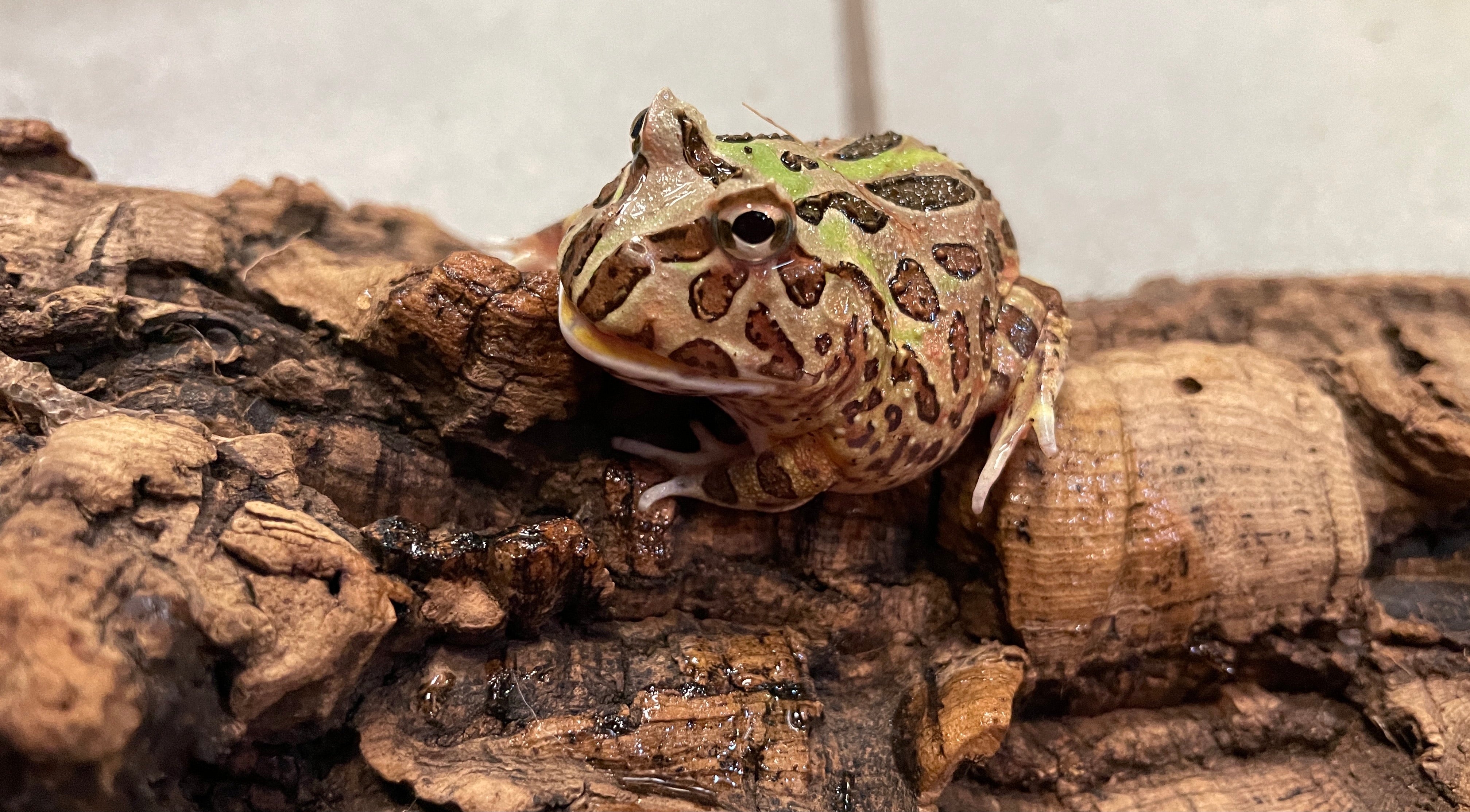 Pacman Frog (Camo) CBB