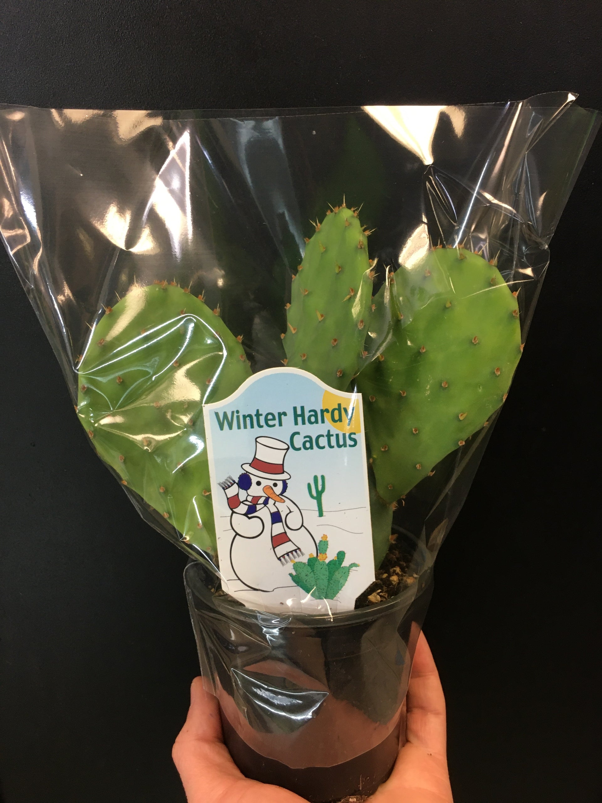 where to buy prickly pear cactus in canada Prickly Pear Cactus