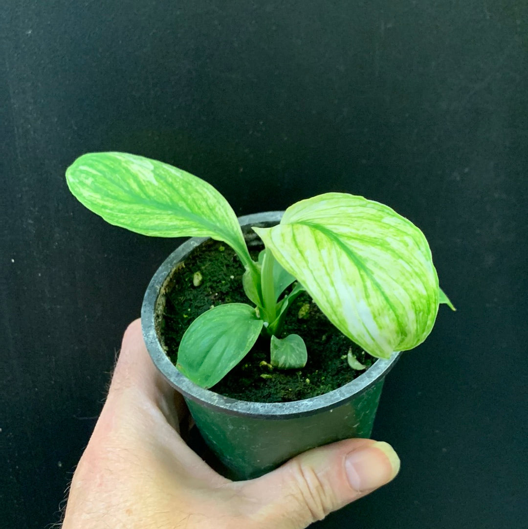 Spathiphyllum Sensation variegated