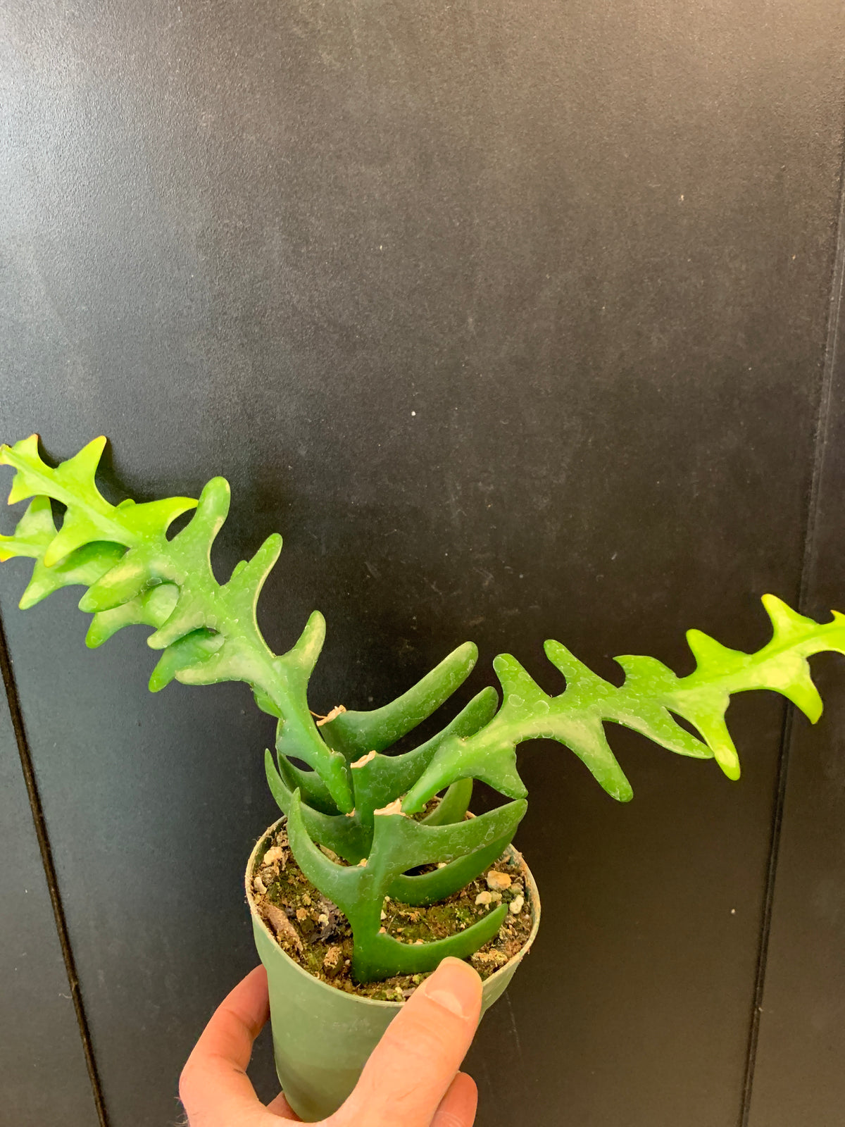 Hb Ric Rac Cactus Live Plants->Cacti