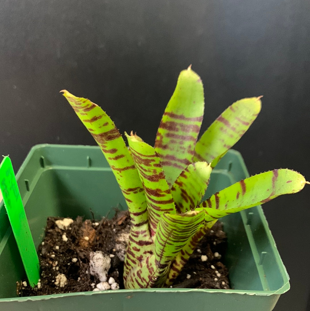Neoregelia Ritzy Tiger
