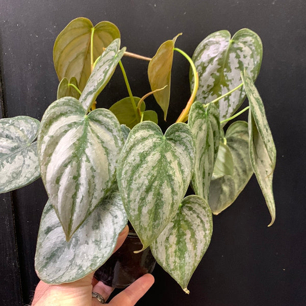philodendron brandtianum canada Philodendron brandtianum