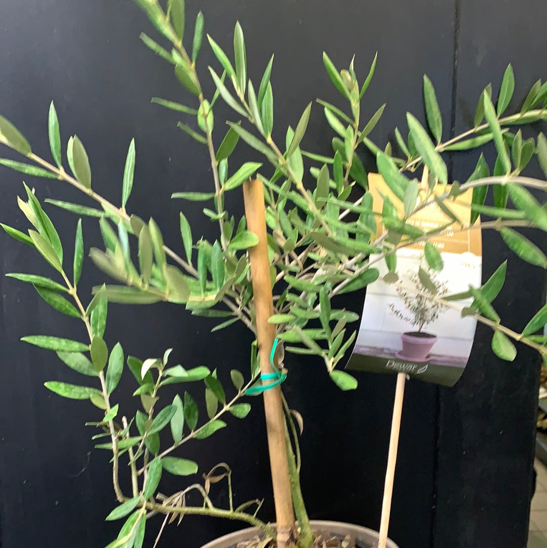 European Olive Tree