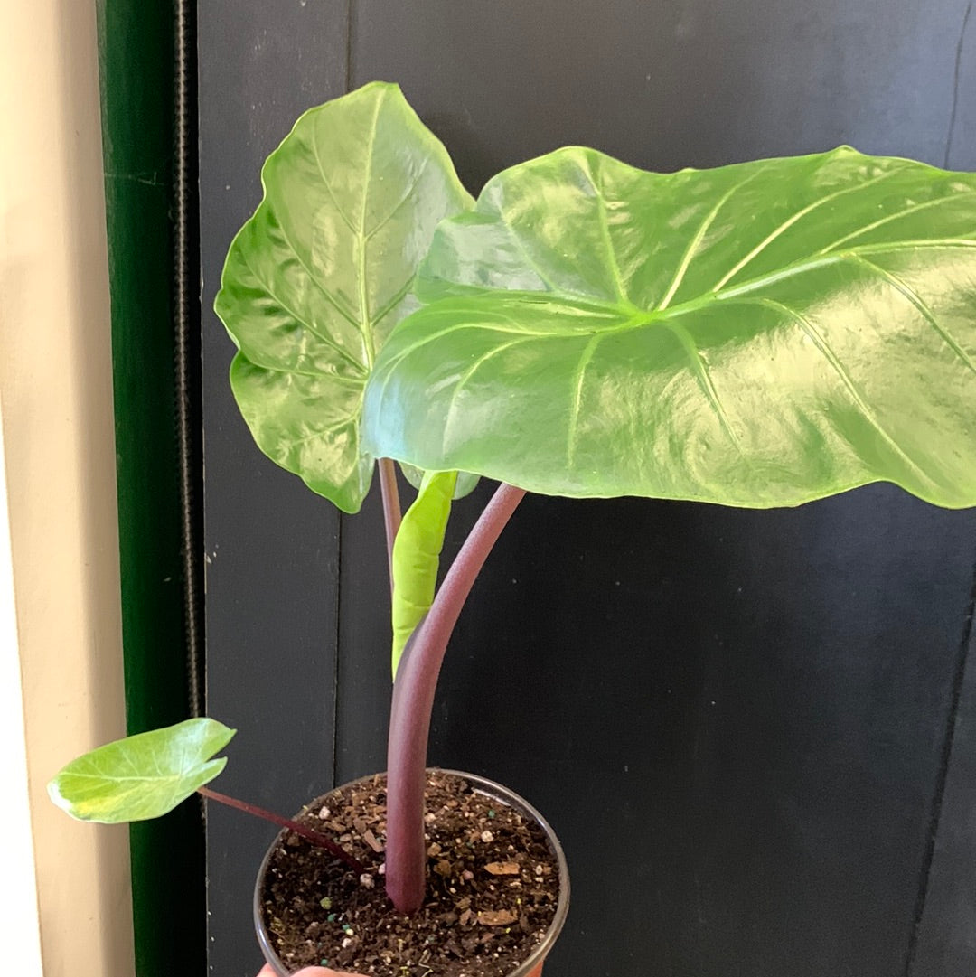 Alocasia Imperial Red