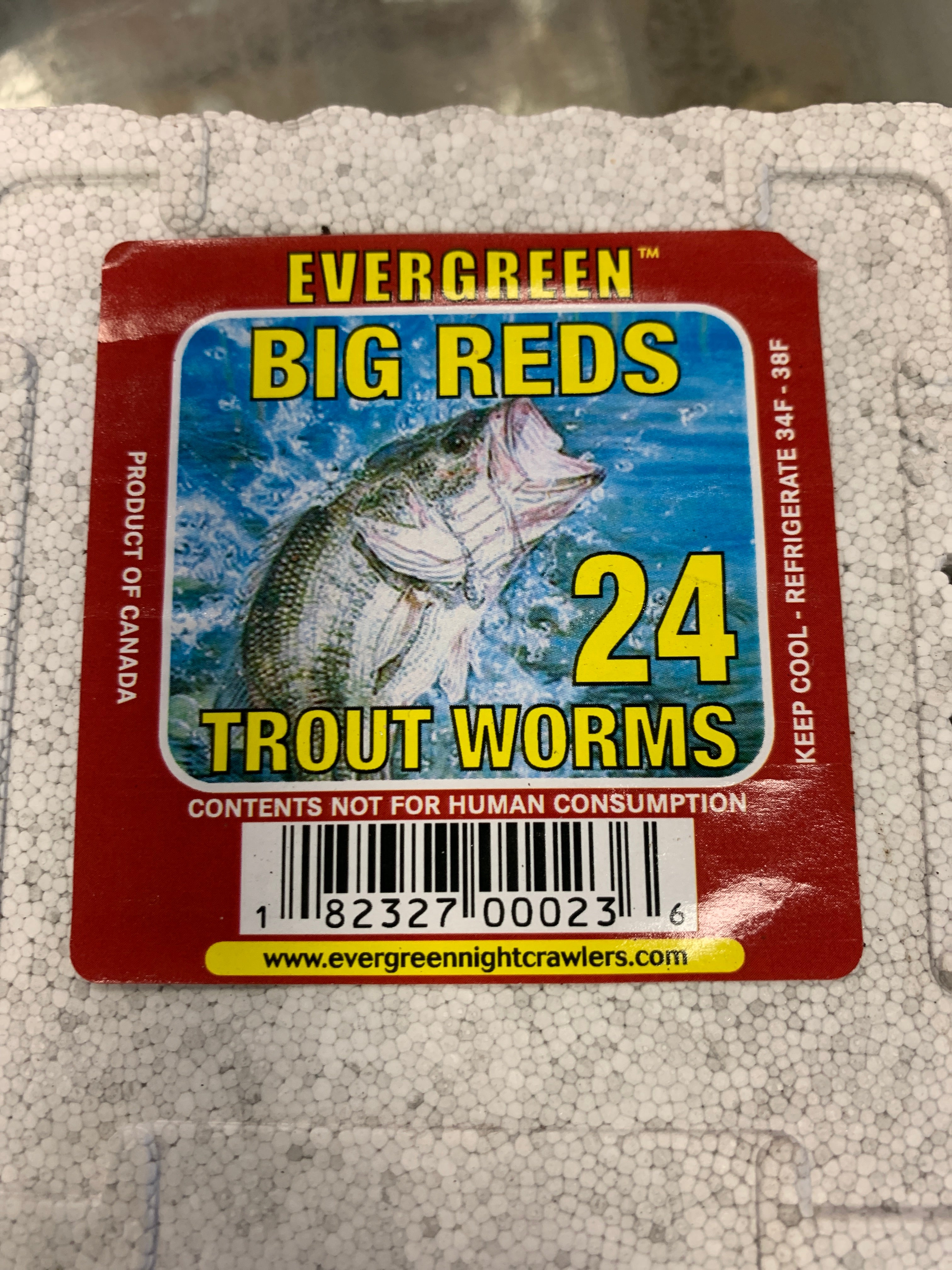 Evergreen Trout Worms