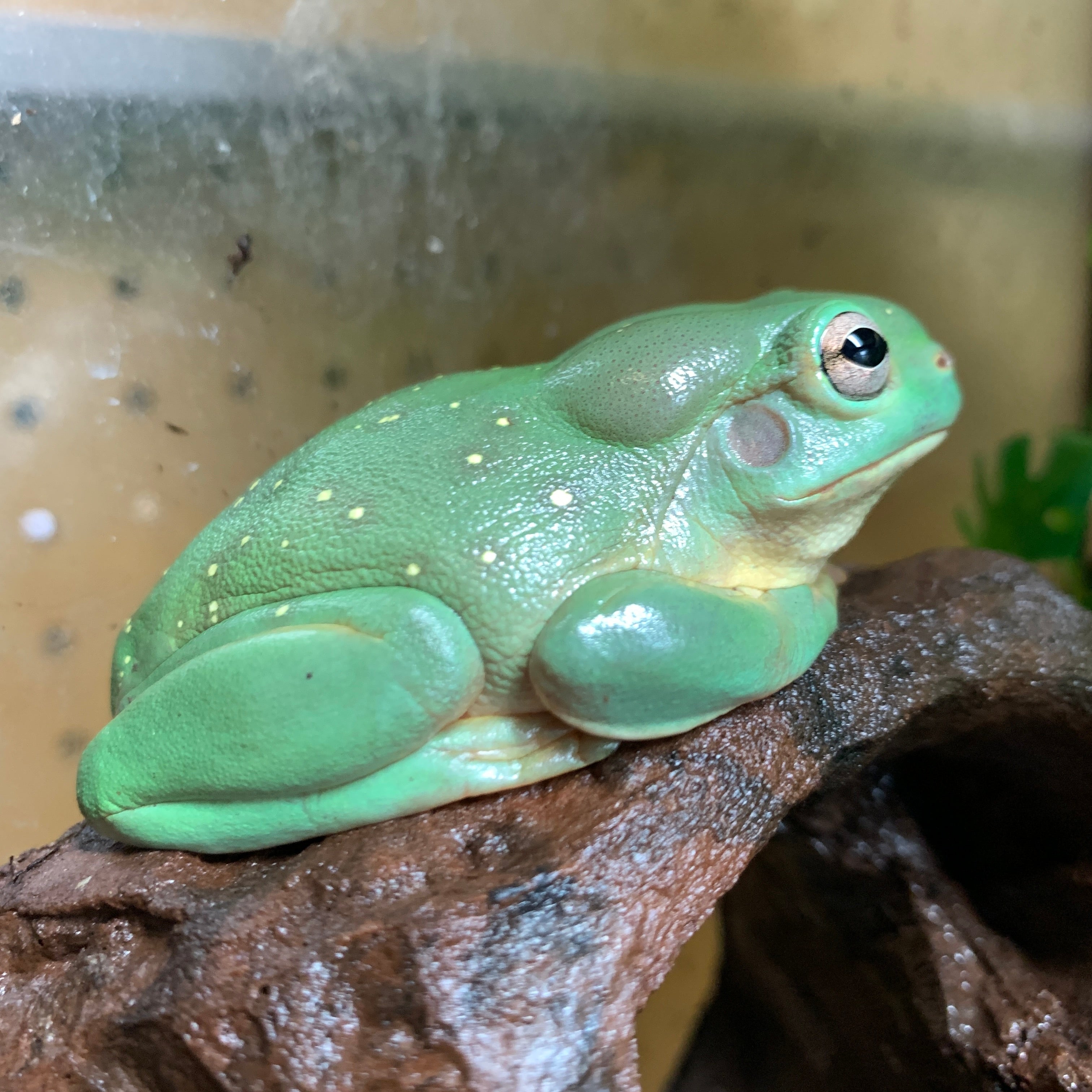 Magnificient treefrog female