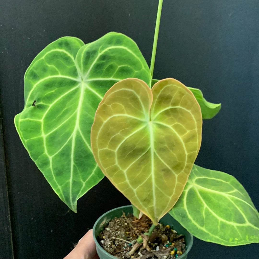 Anthurium clarinervum