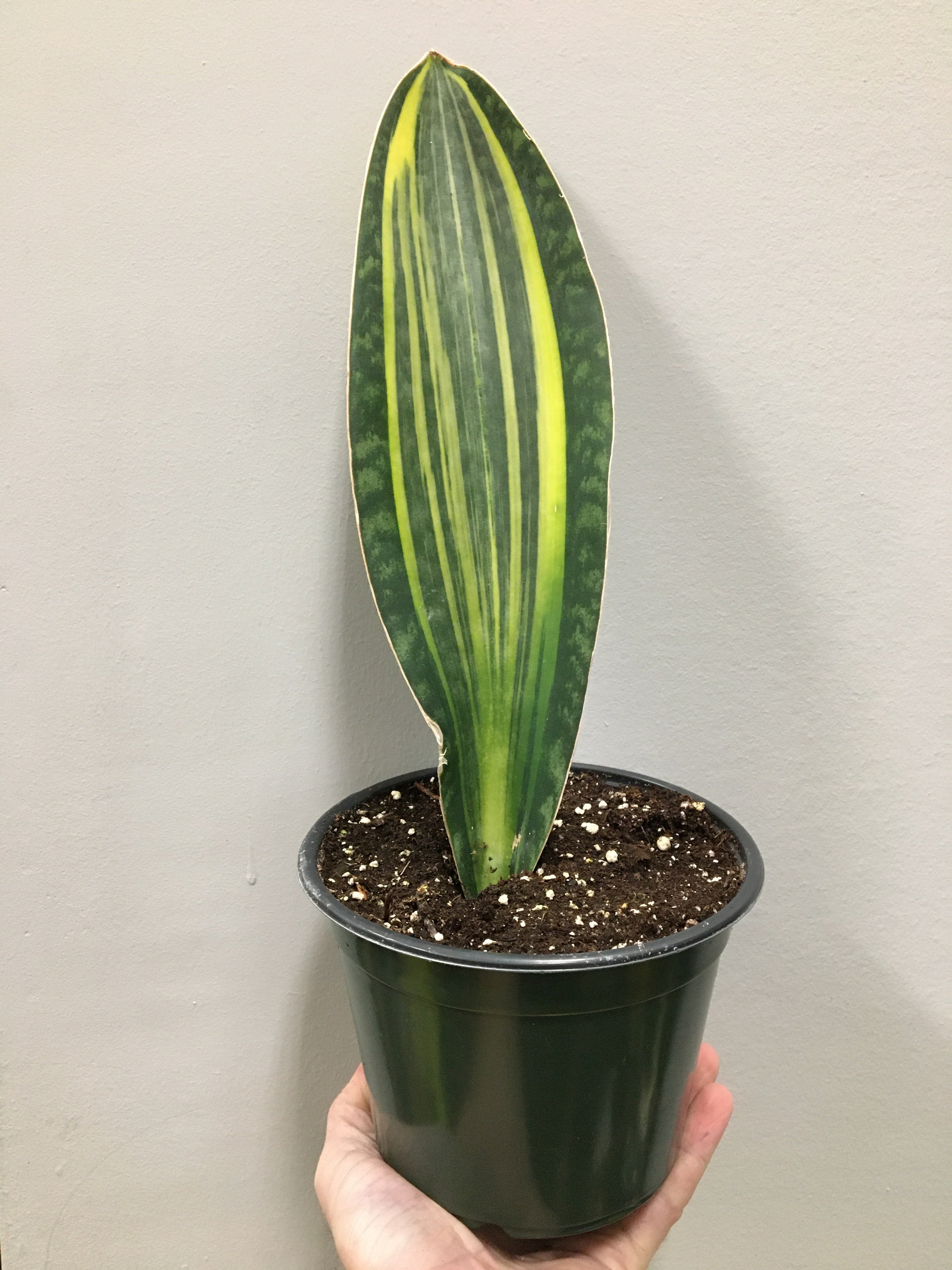 Whale Fin Sansevieria (Variegated)