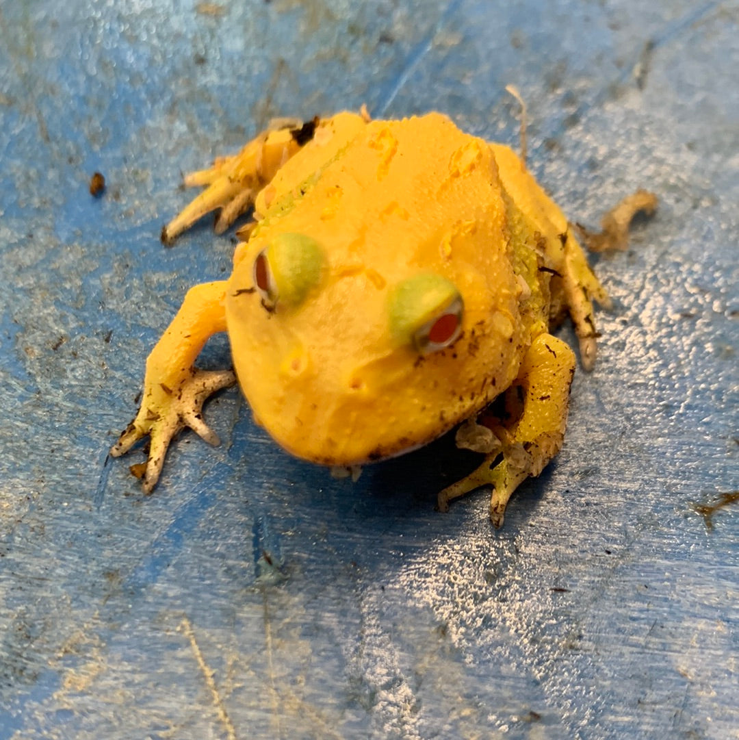Pacman Frog (Super Albino Patternless 4 spot) CBB