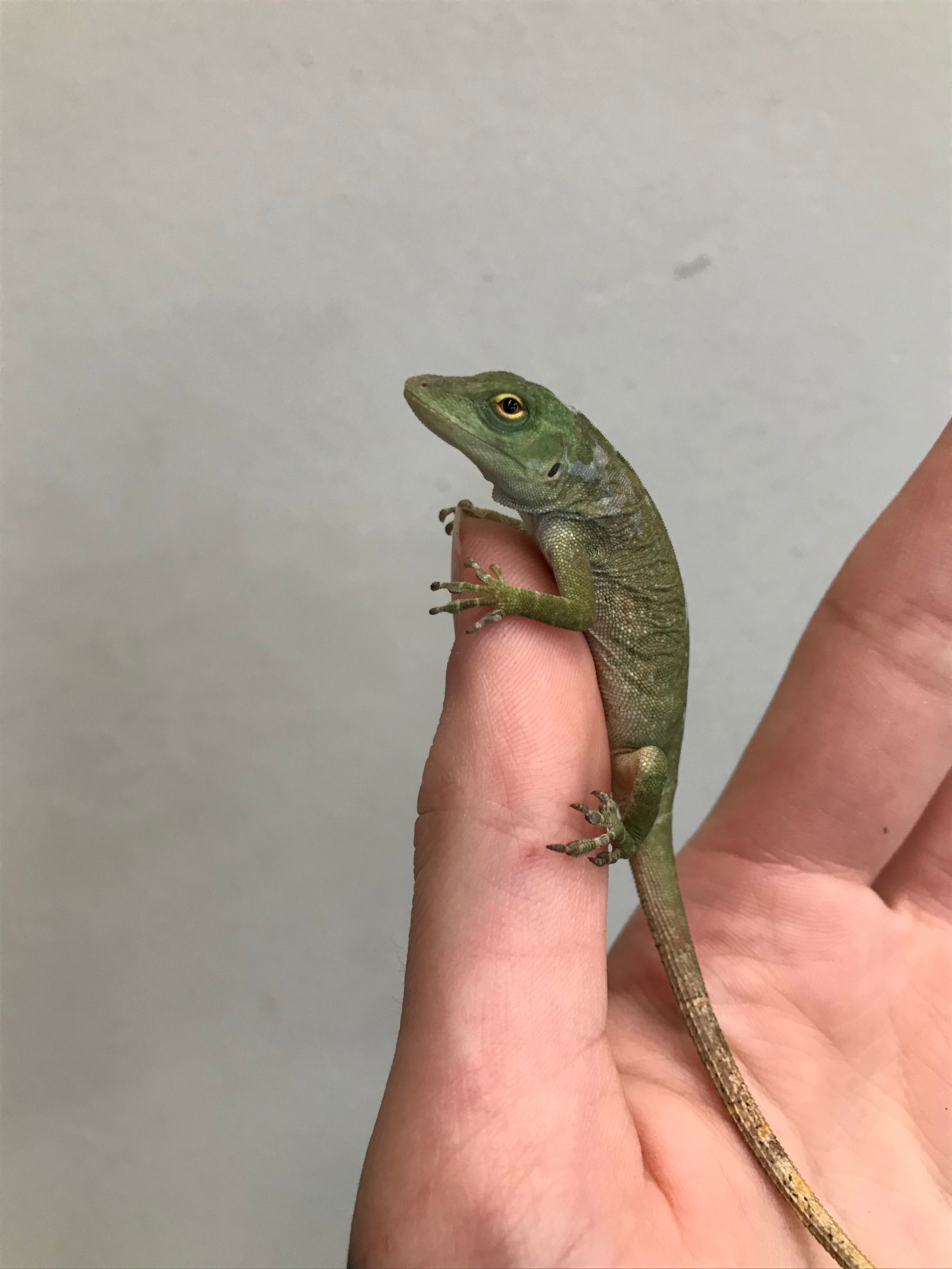 Anole vert géant