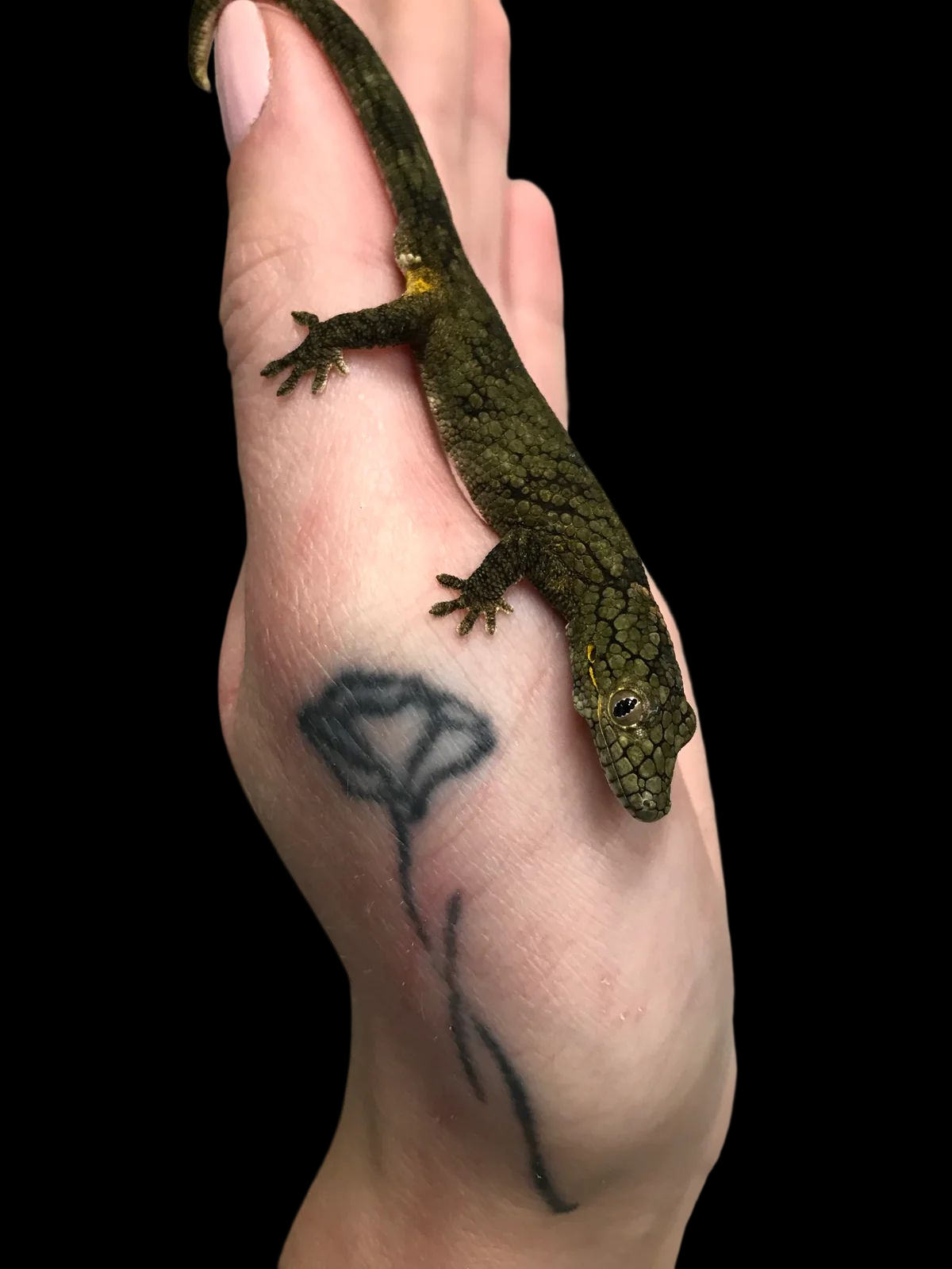 Vieillard's Chameleon Gecko (Proven Pair) CBB
