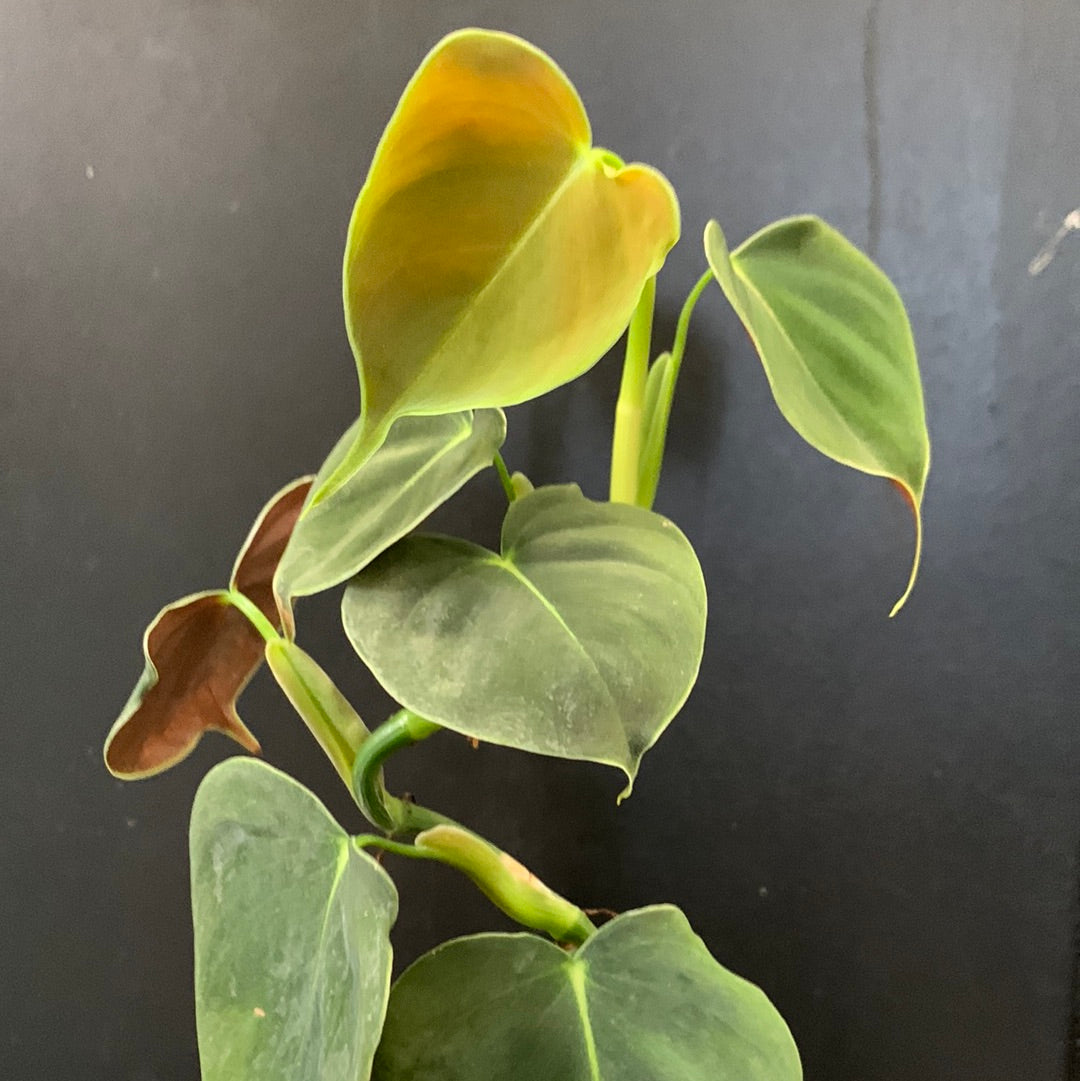 Philodendron lupinum