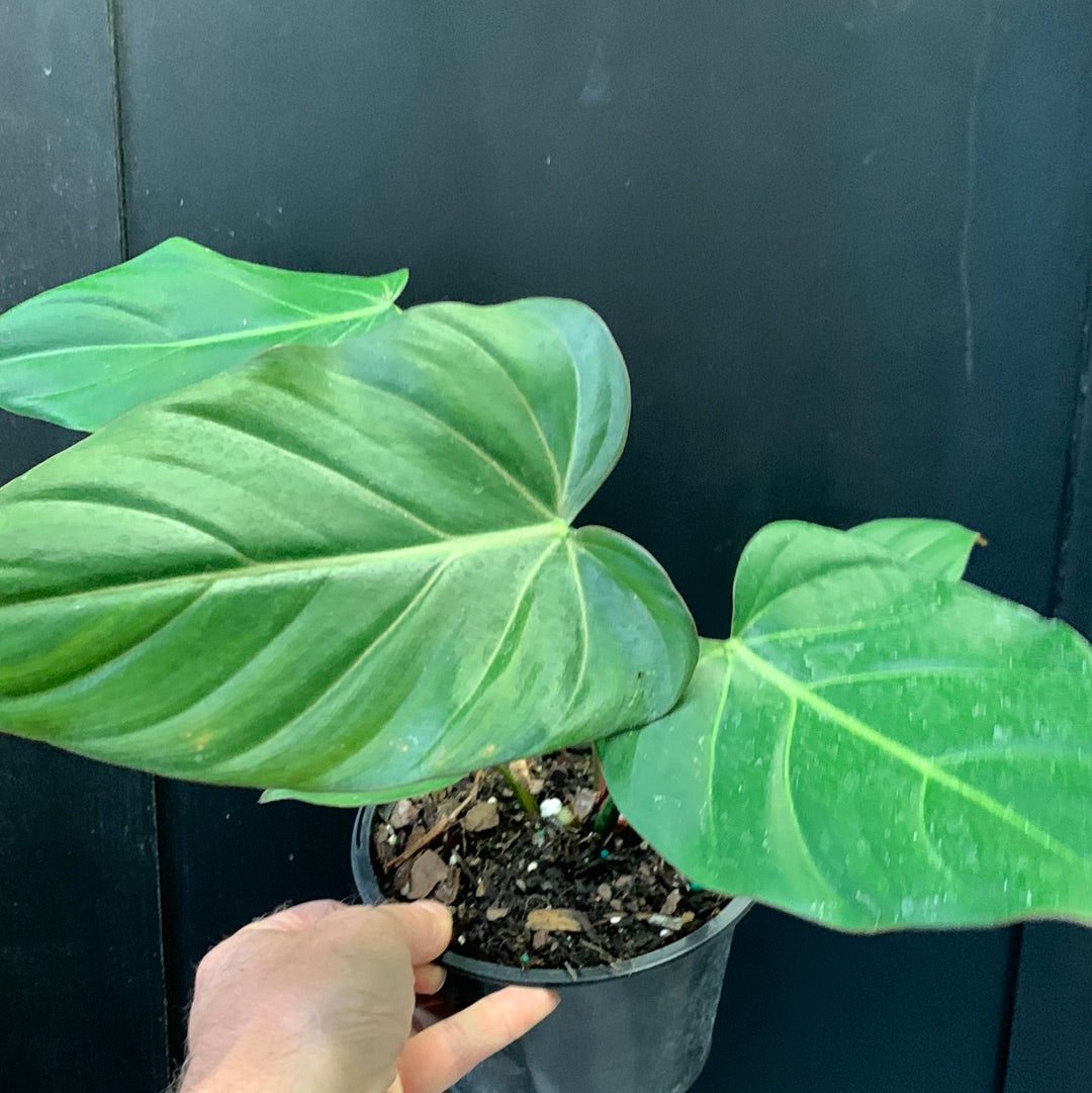 Philodendron Summer Glory