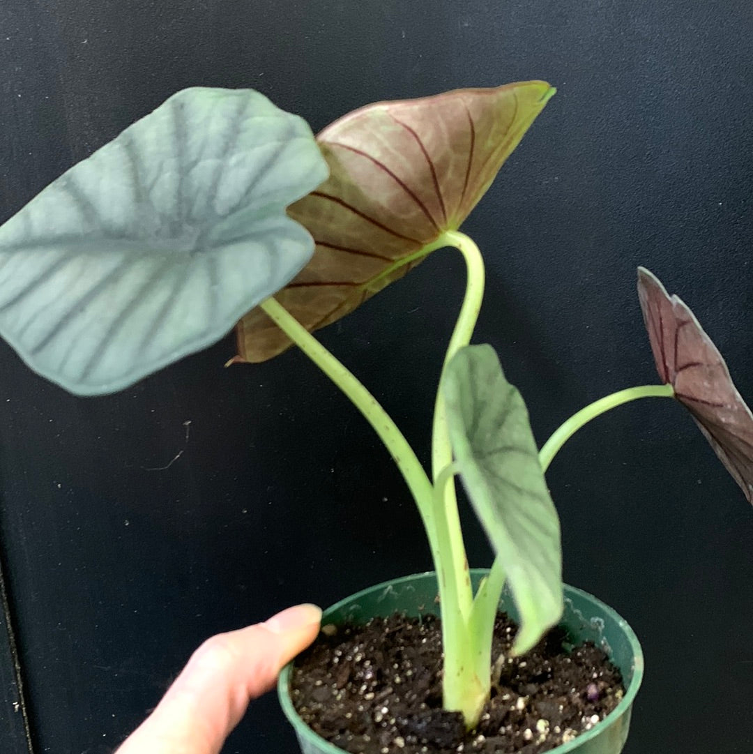 Alocasia nebula Imperialis