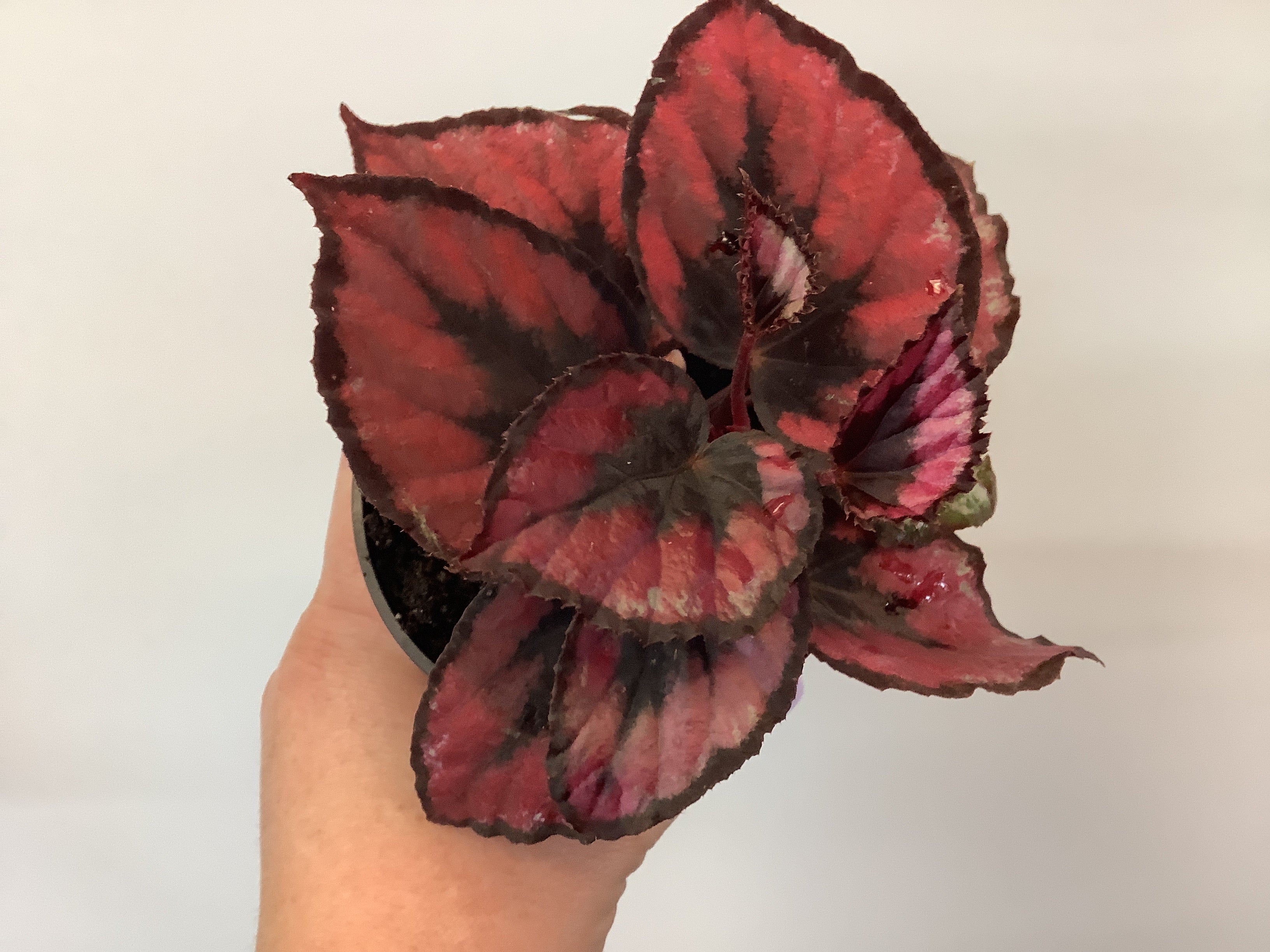 Begonia rex Red Kiss