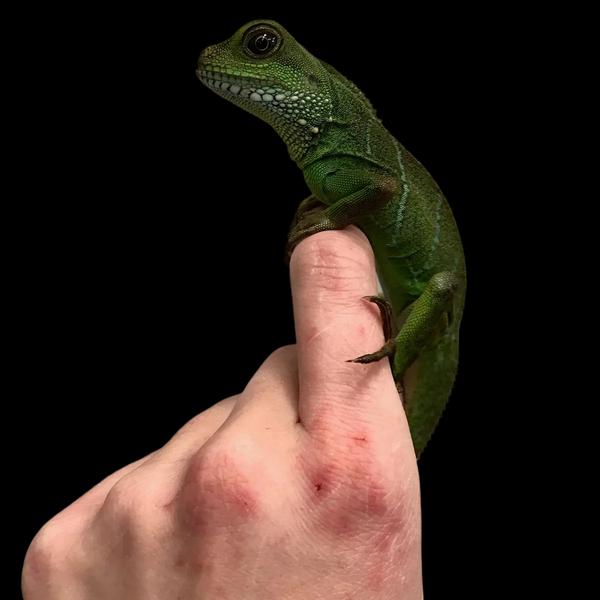 Chinese Water Dragon