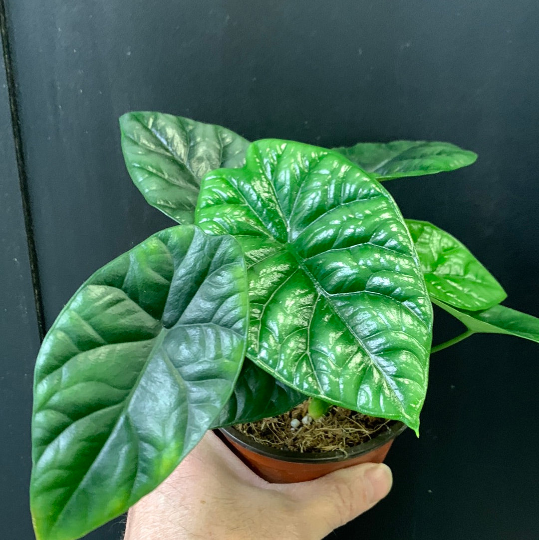 Alocasia Mirror Face