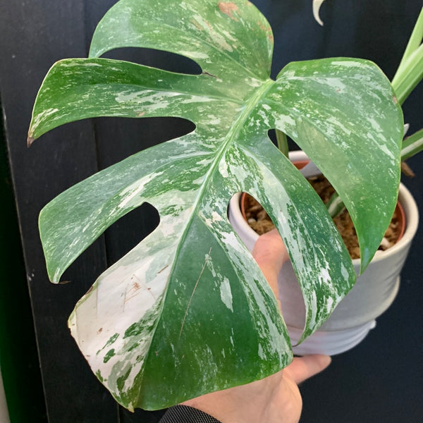 Monstera Deliciosa Albo Variegata