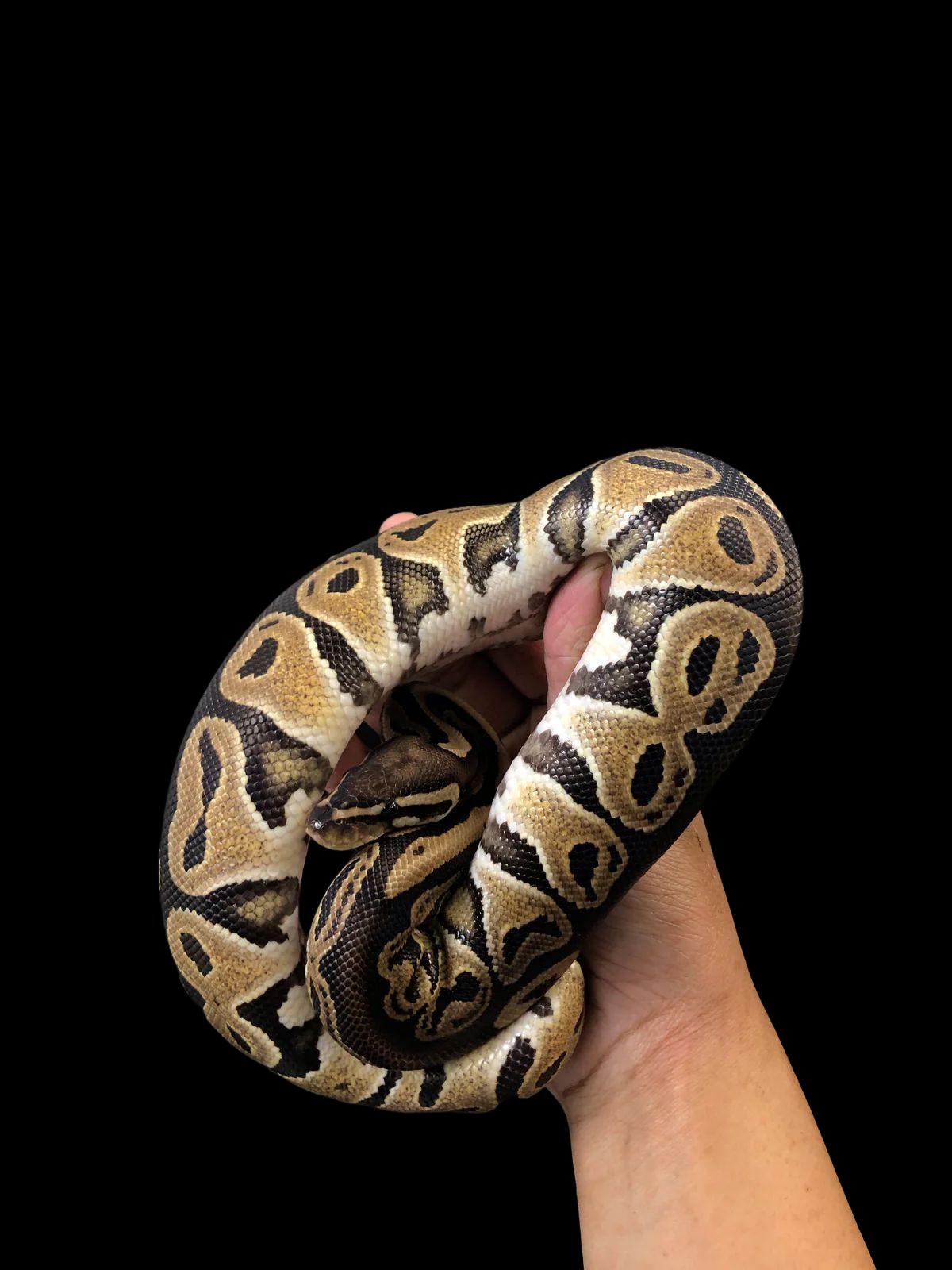 Ball Python (Normal)
