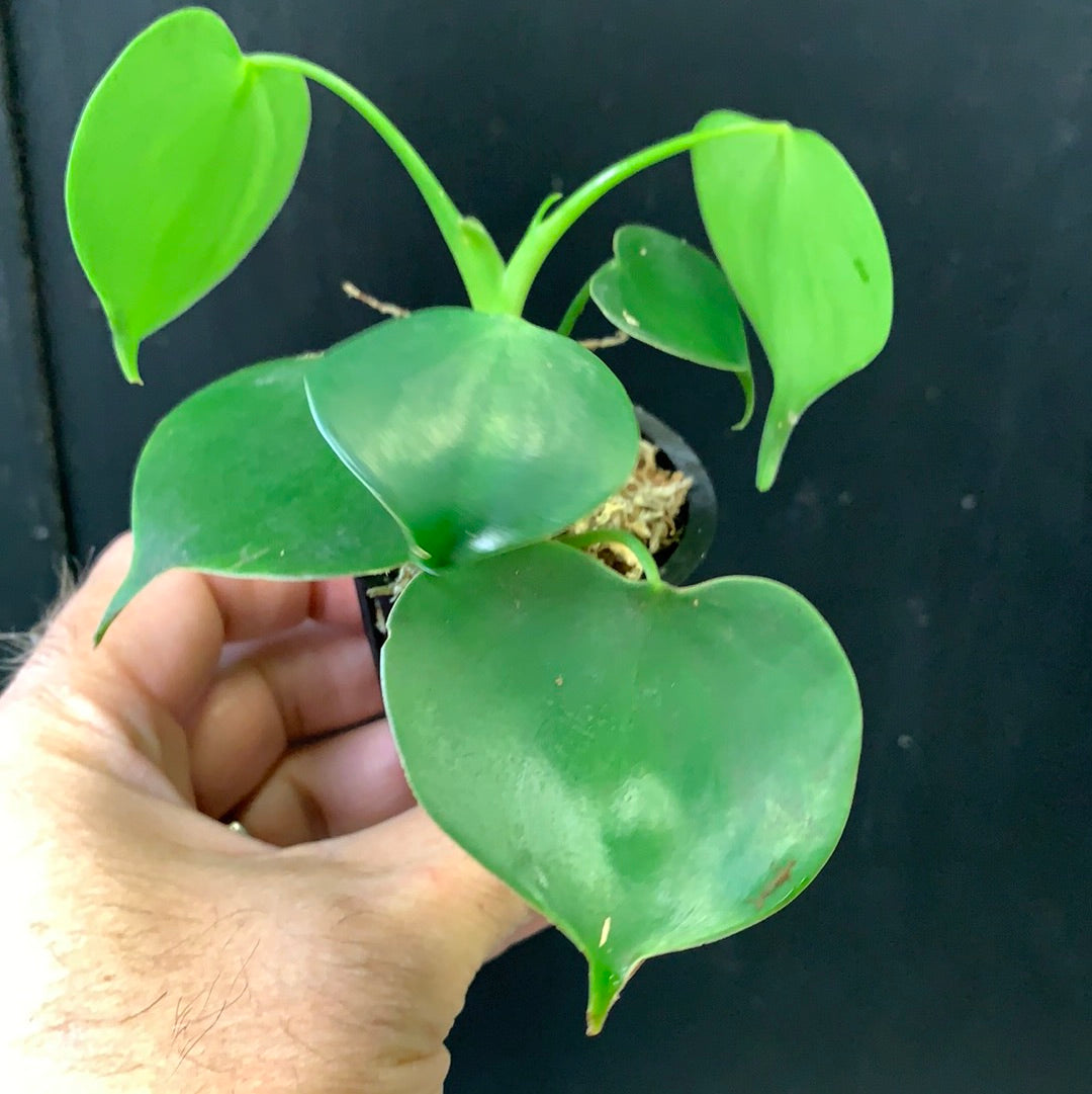 Philodendron grazilae