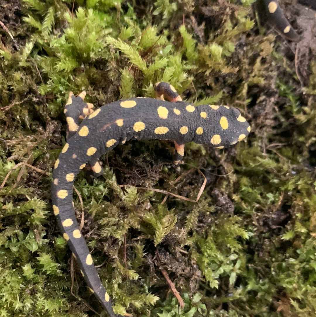Yellow-Spotted Newt CB