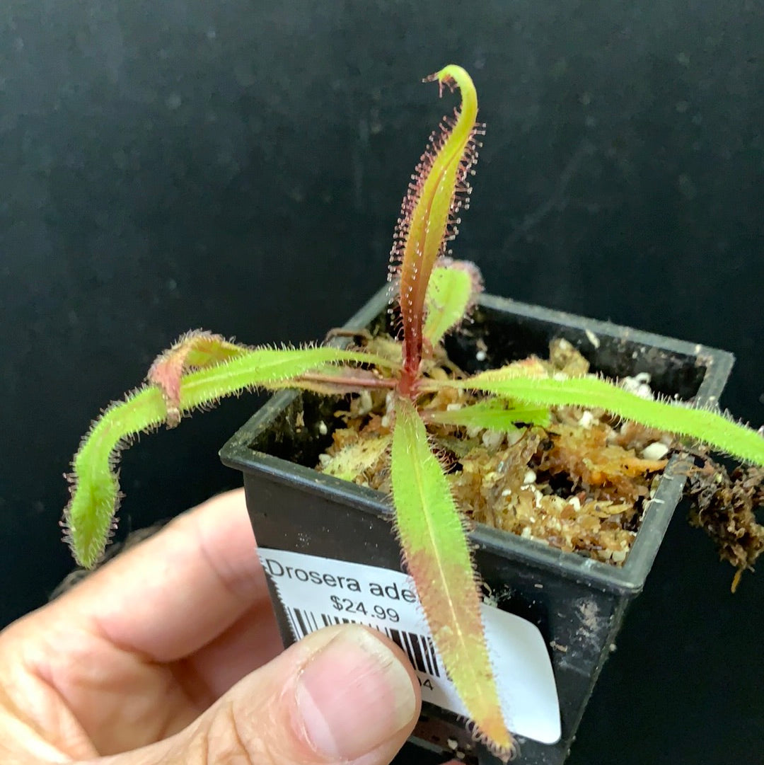 Drosera adelae white flower