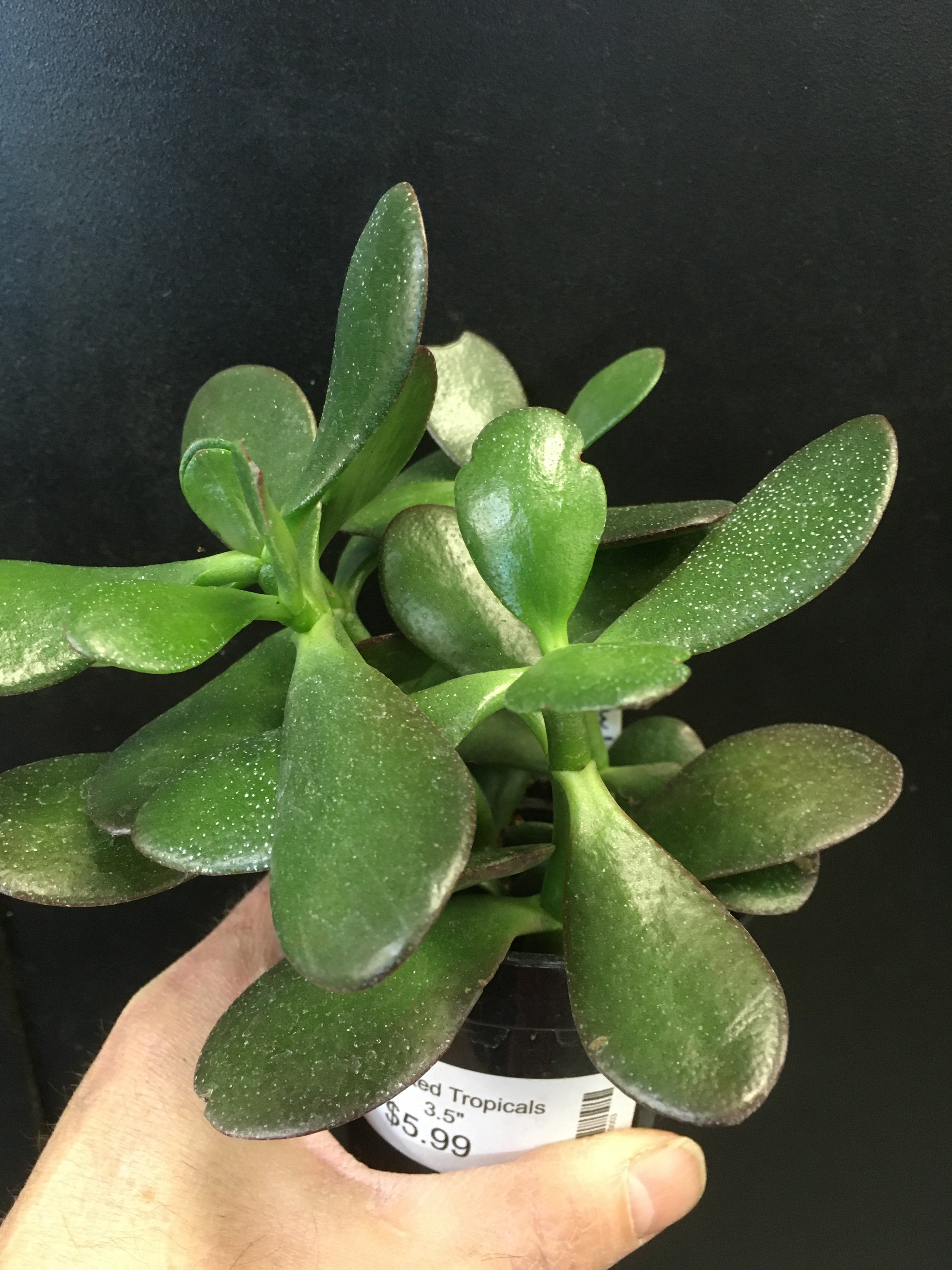 Jade Plant