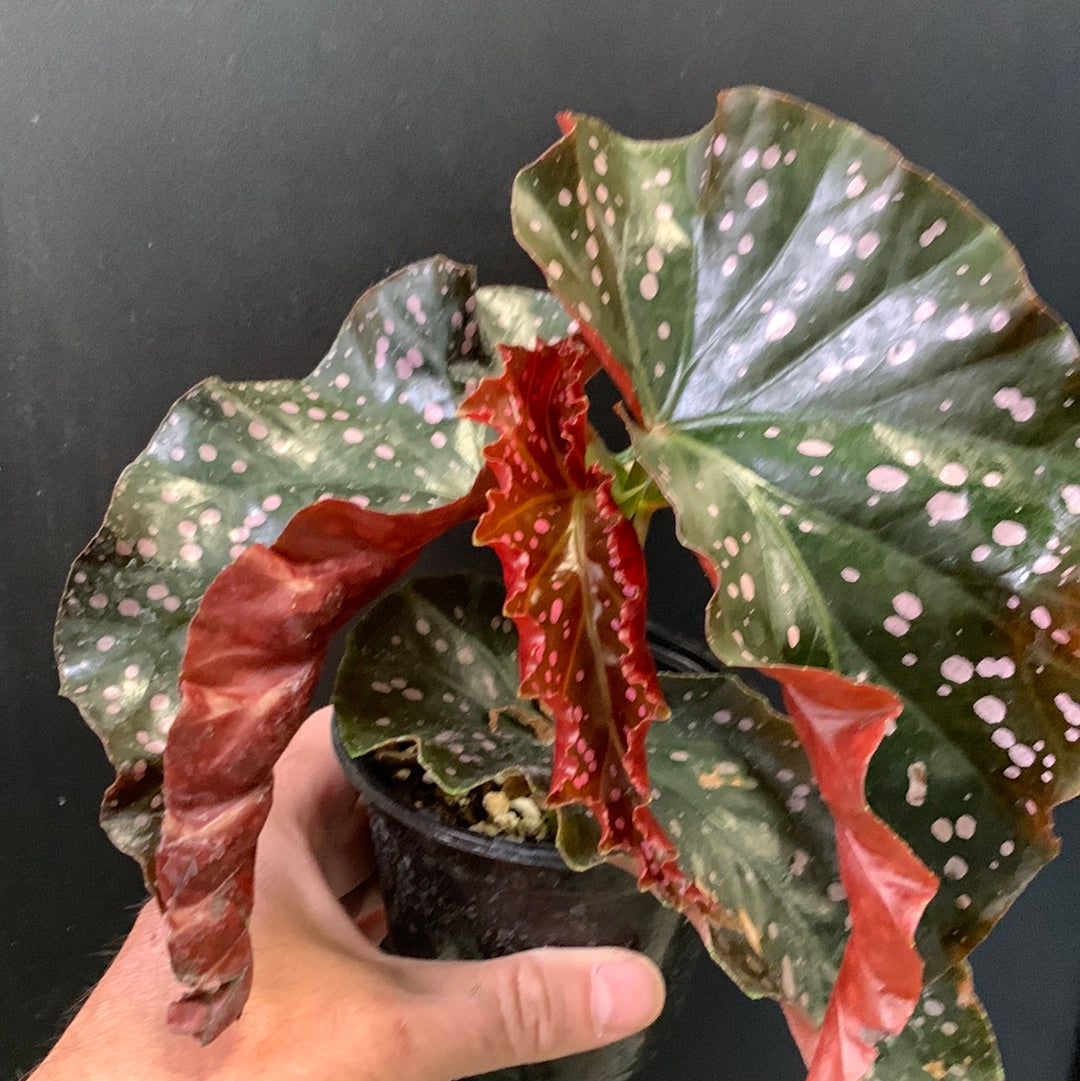 Angel Wing Begonia Cracklin Rosie