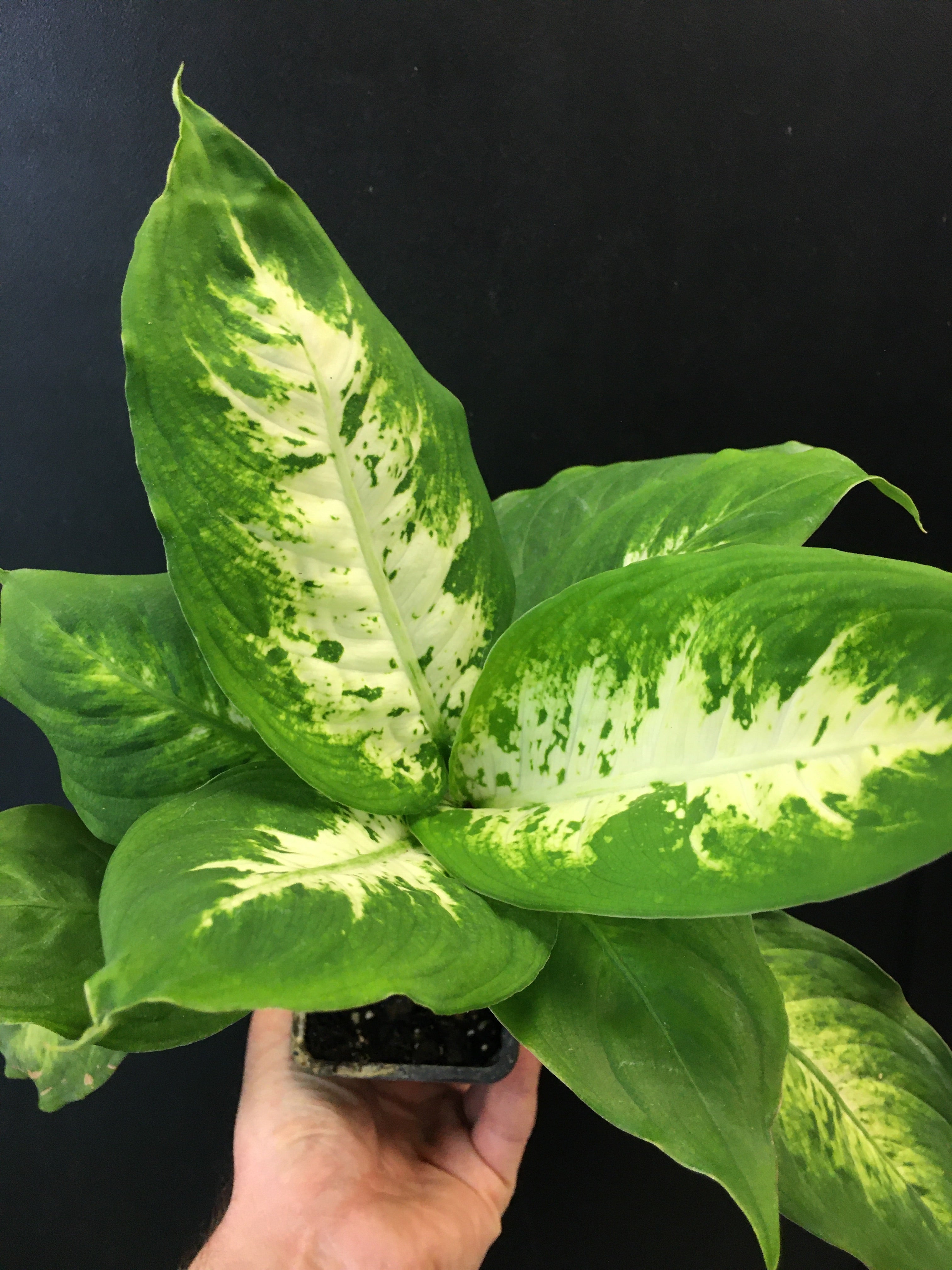 Dieffenbachia