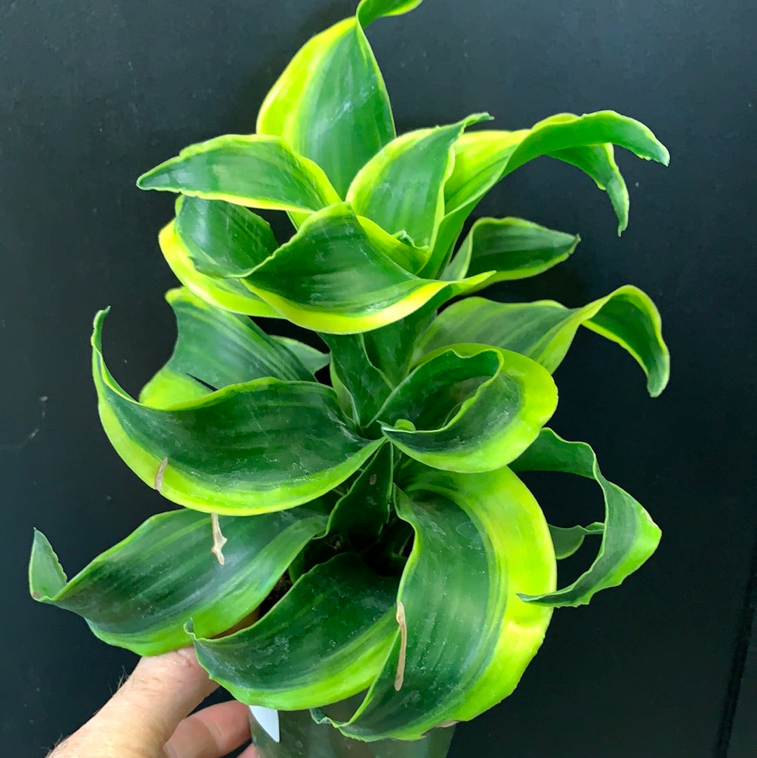 Dracaena Dragon Tornado