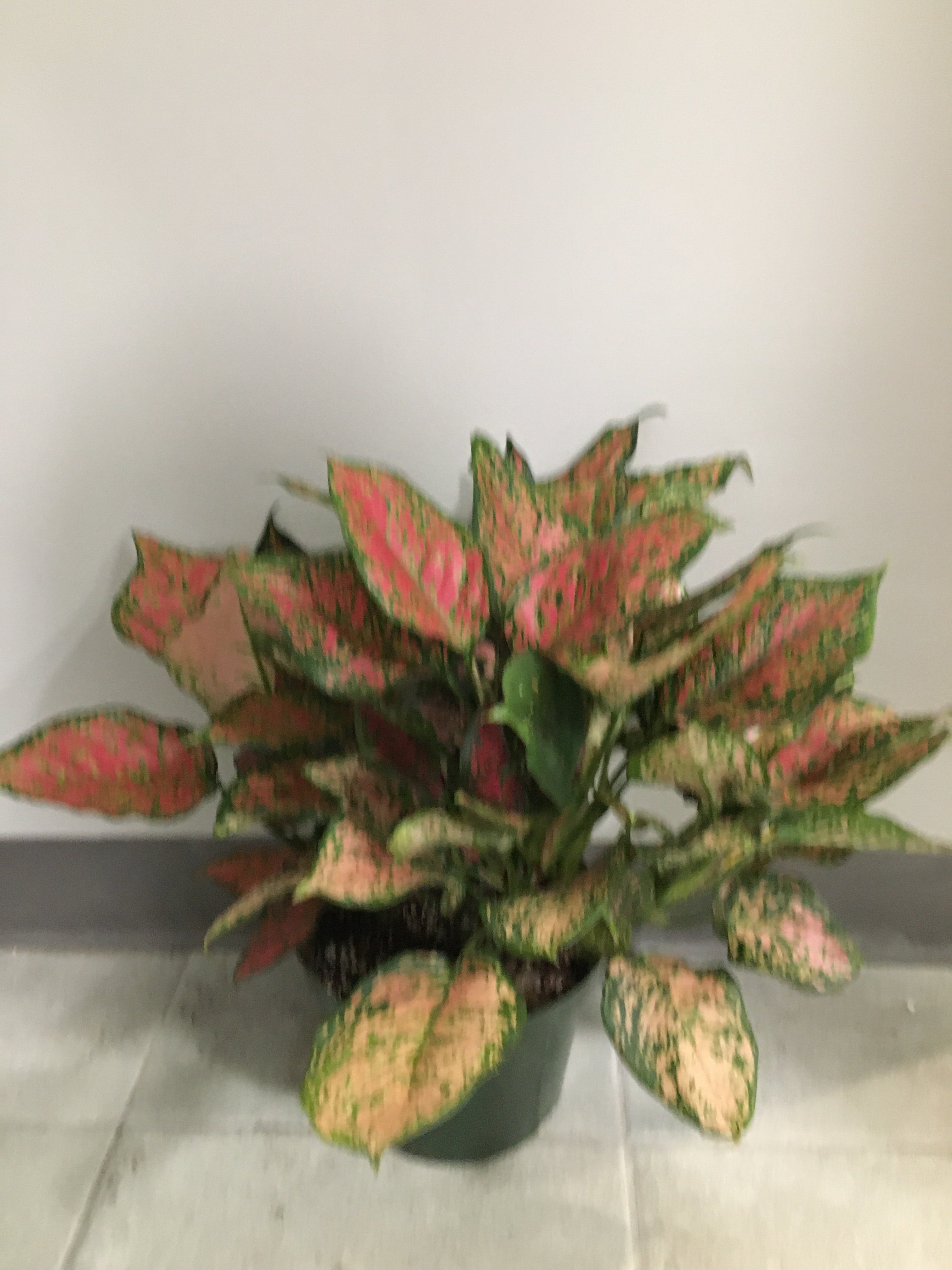 wishes aglaonema Aglaonema Wishes