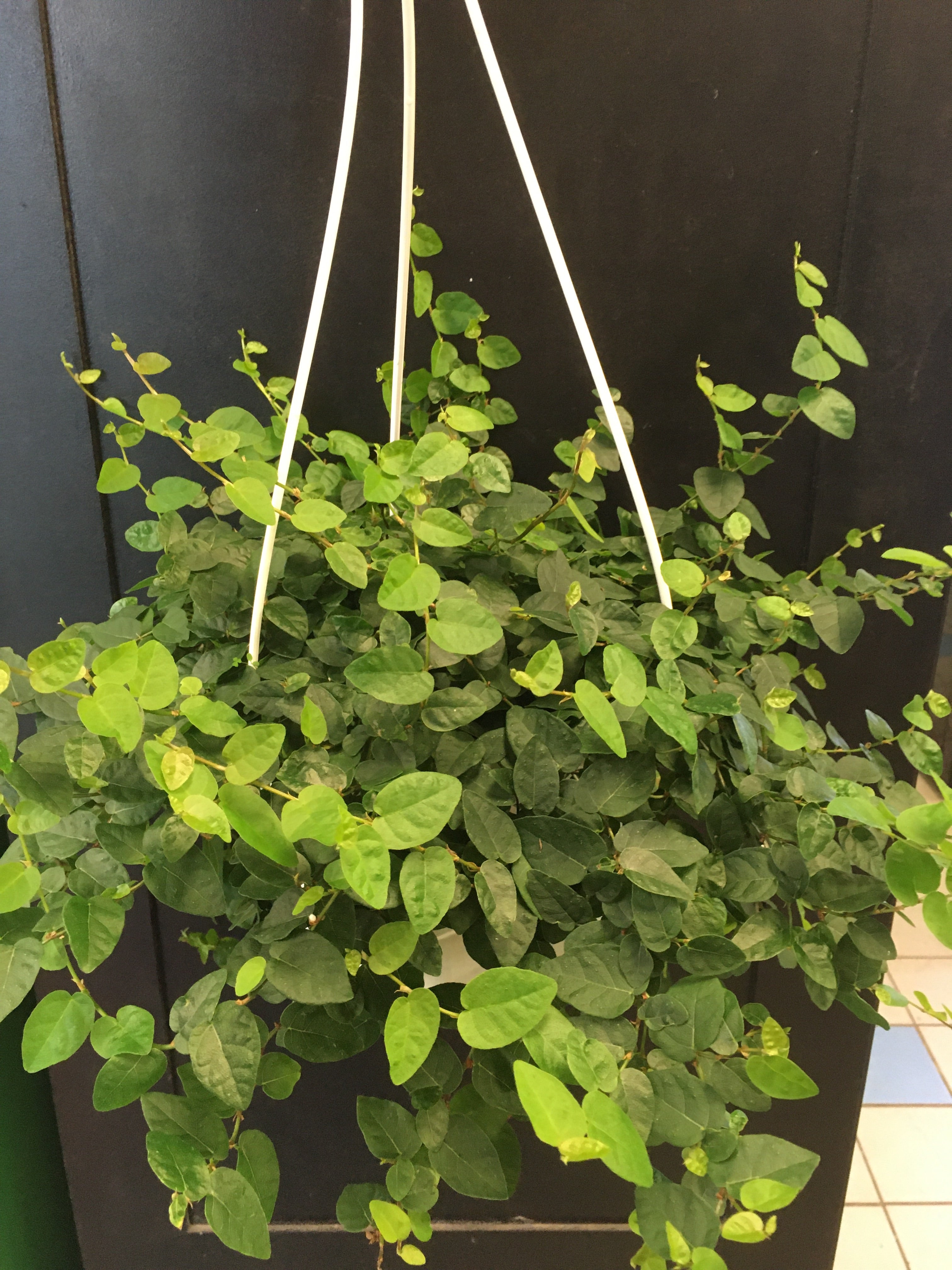 【FICUS】 Ficus Benjamina (10