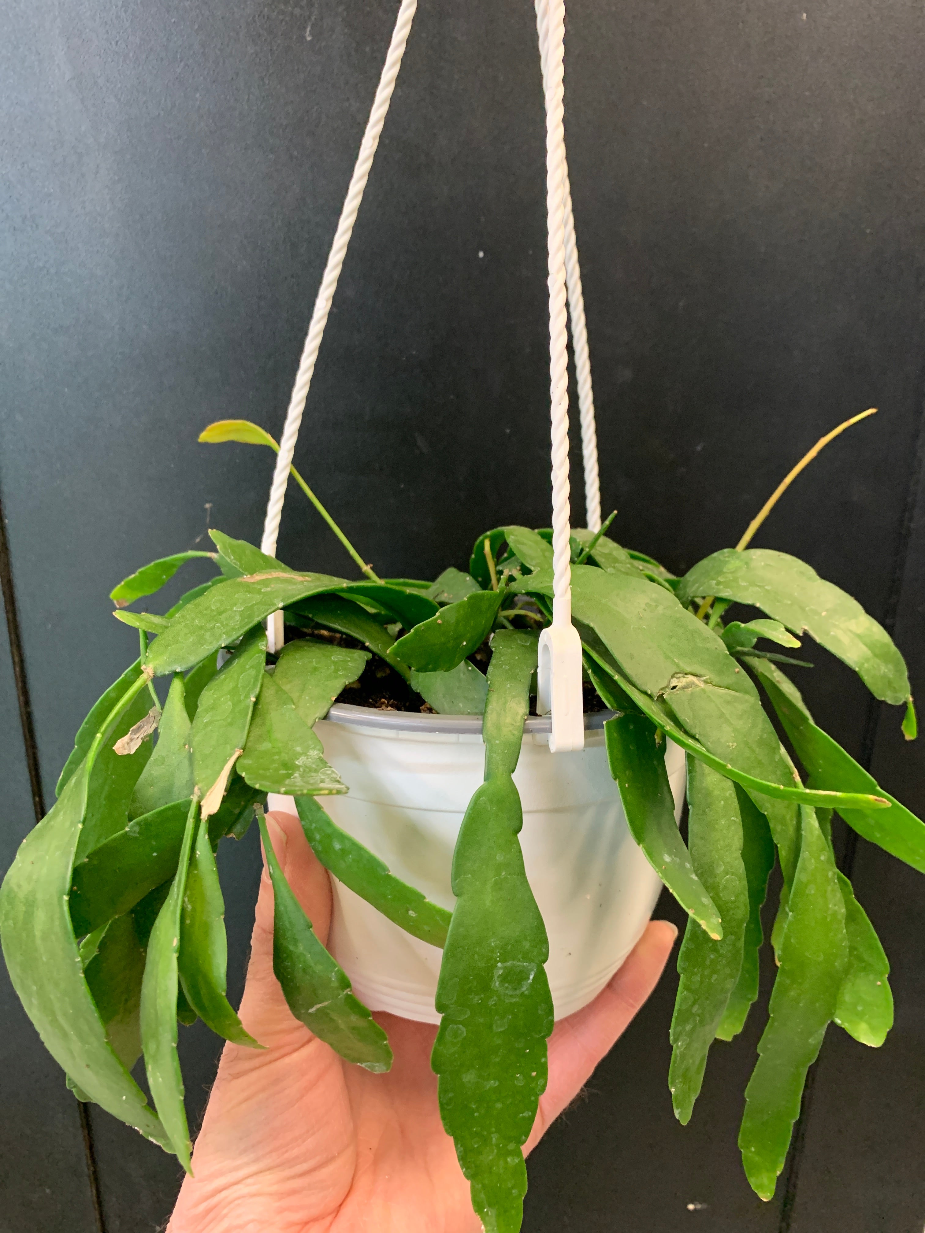 Rhipsalis assortis