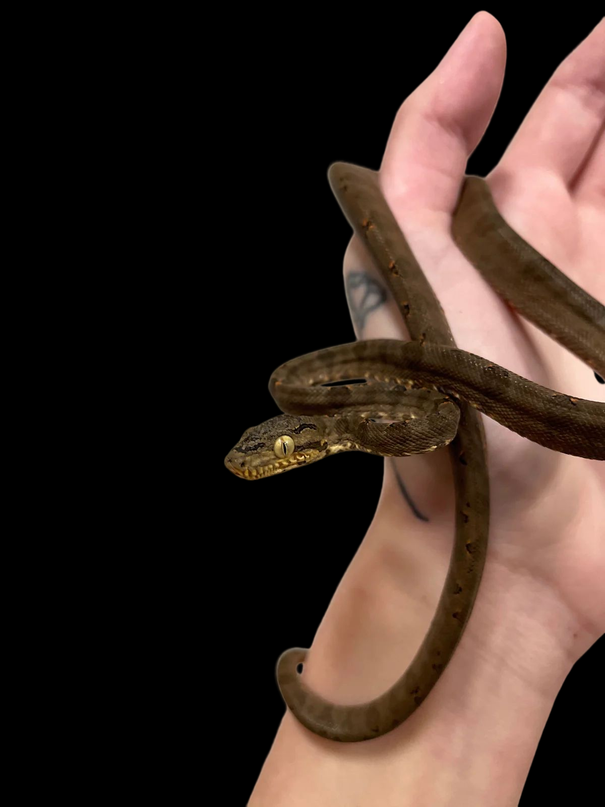 Amazon Tree Boa