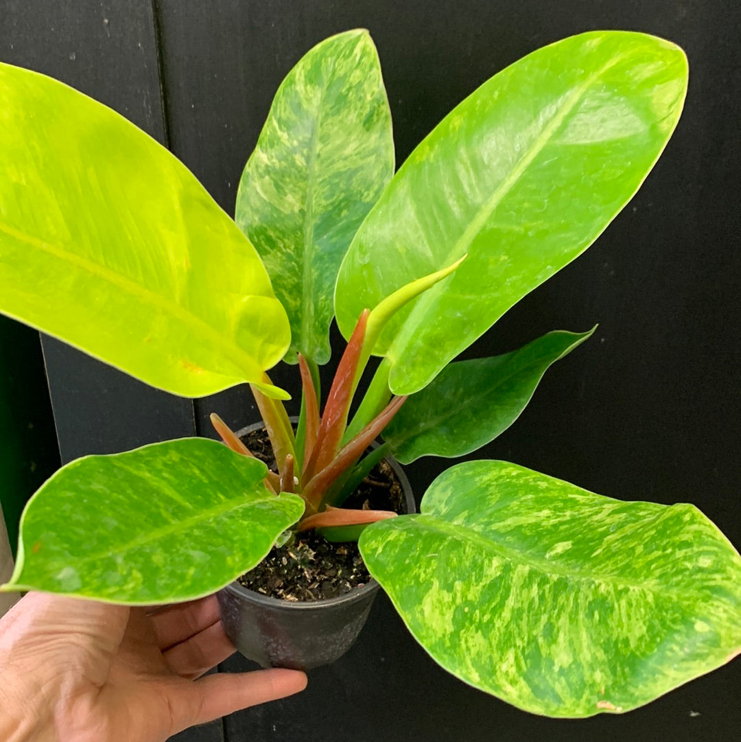 Philodendron 'Moonlight' variegated