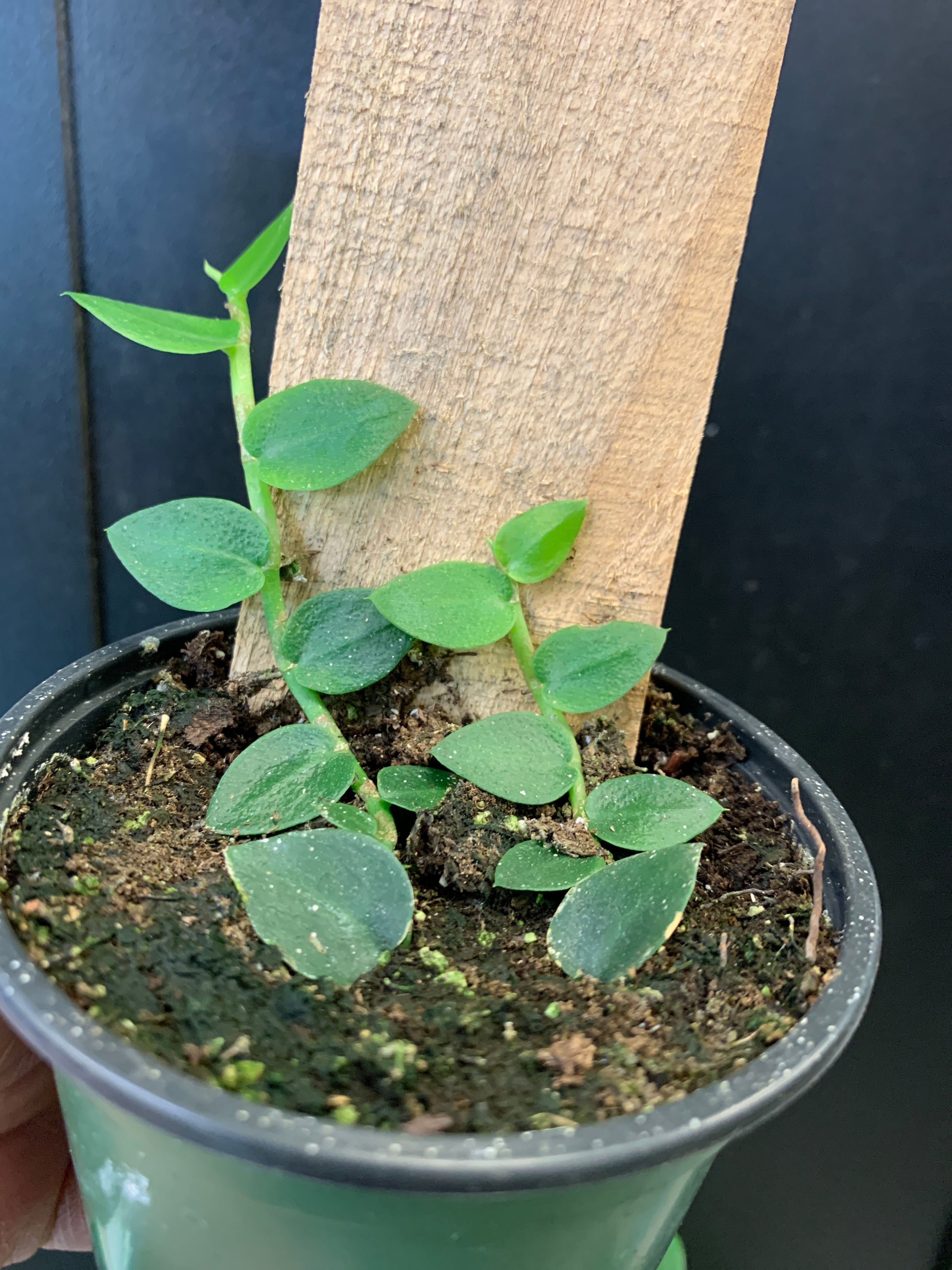 Rhaphidophora hayi