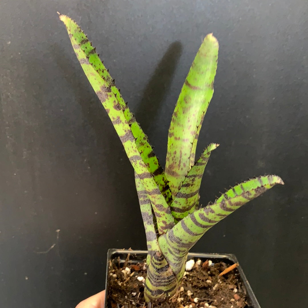 Neoregelia Hanibal Lecter