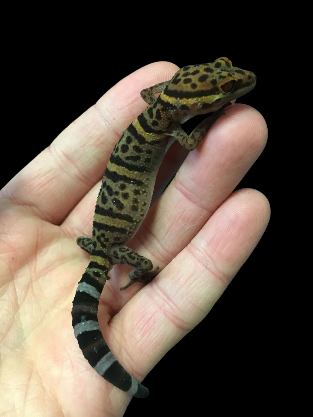 Bawangling Cave Gecko (Goniurosaurus bawanglingensis) CBB