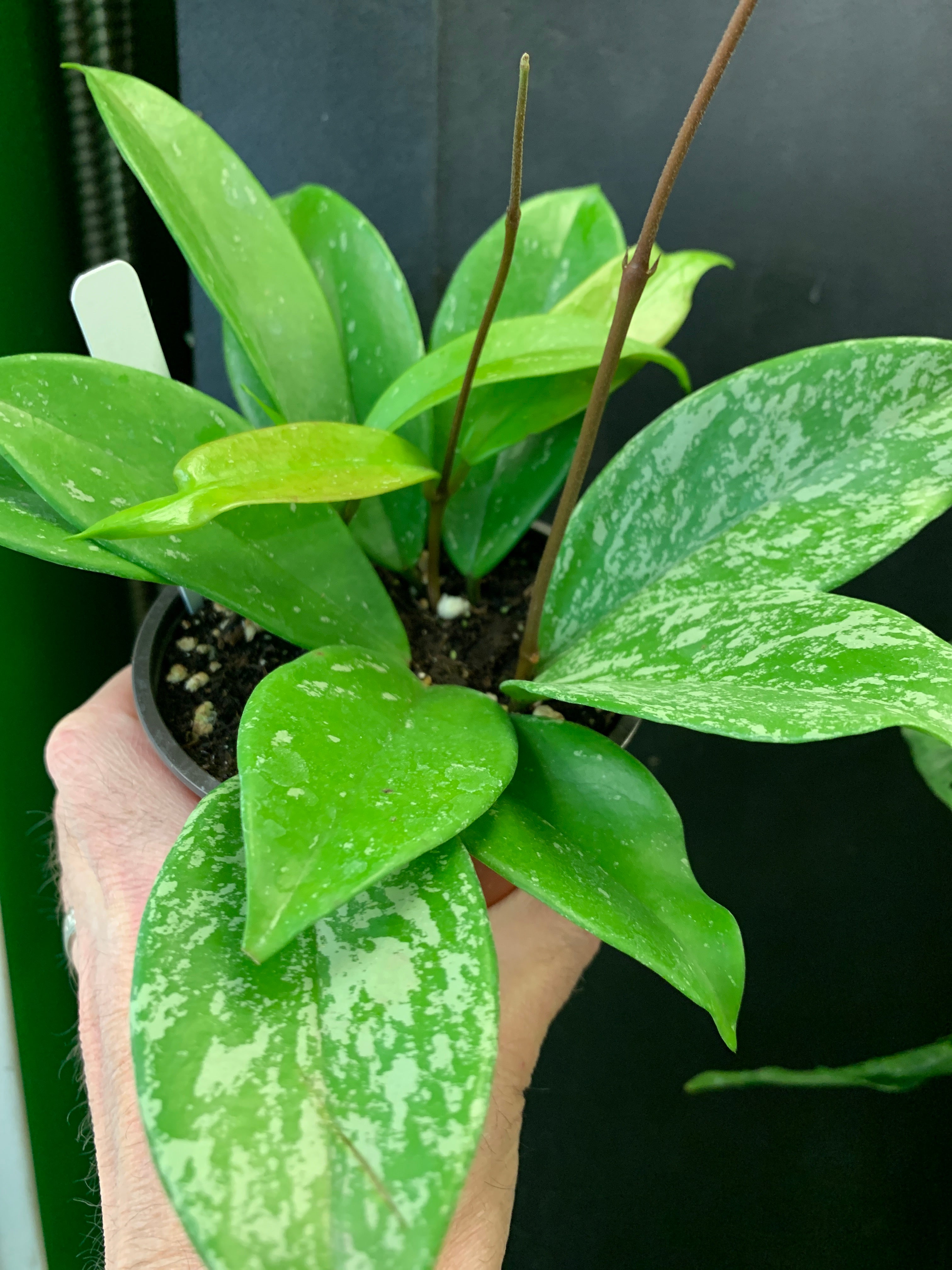 Hoya pubicalyx Splash